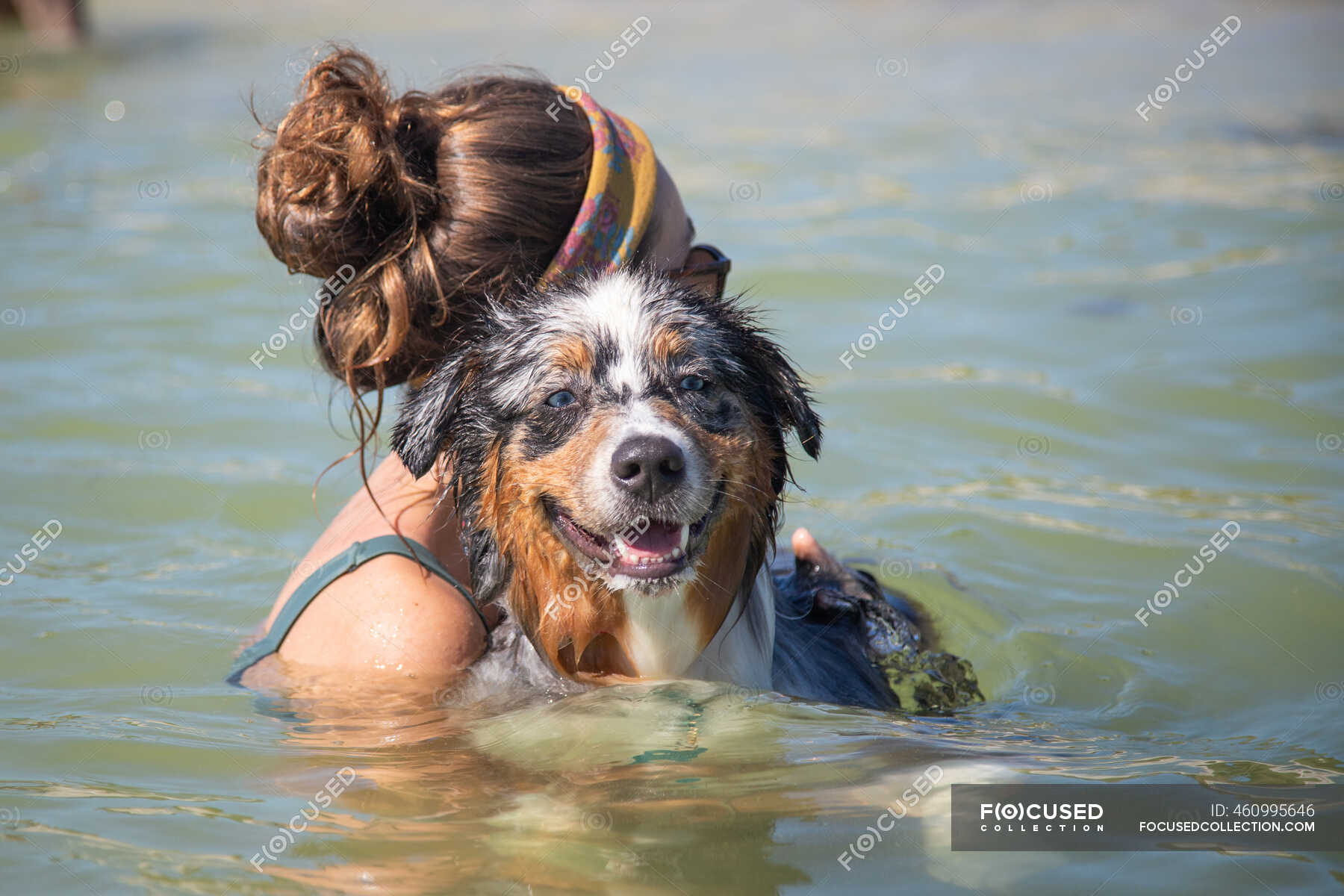 are australian shepherds natural swimmers