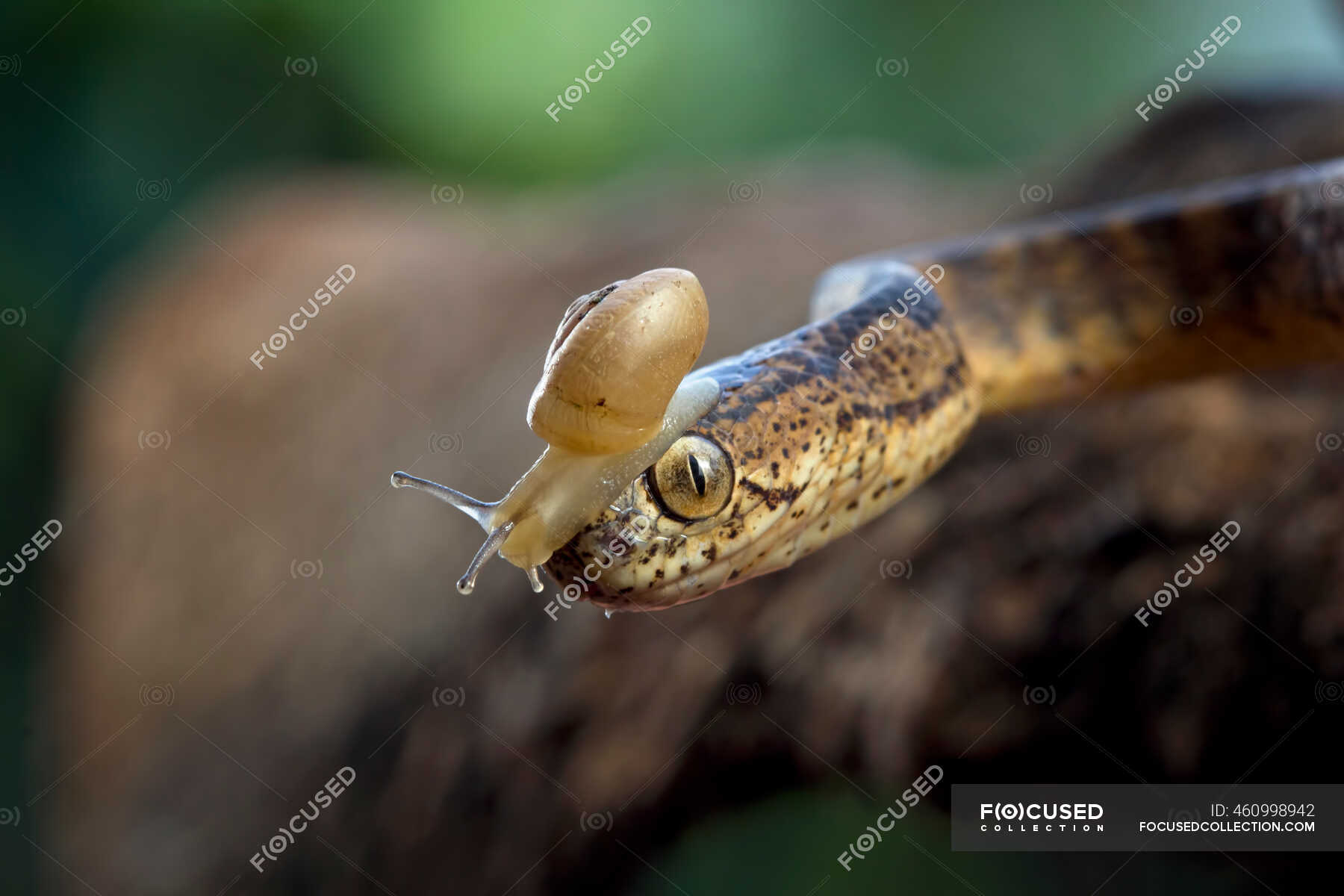 Keeled slugeating snake with a snail on its head, Indonesia — two