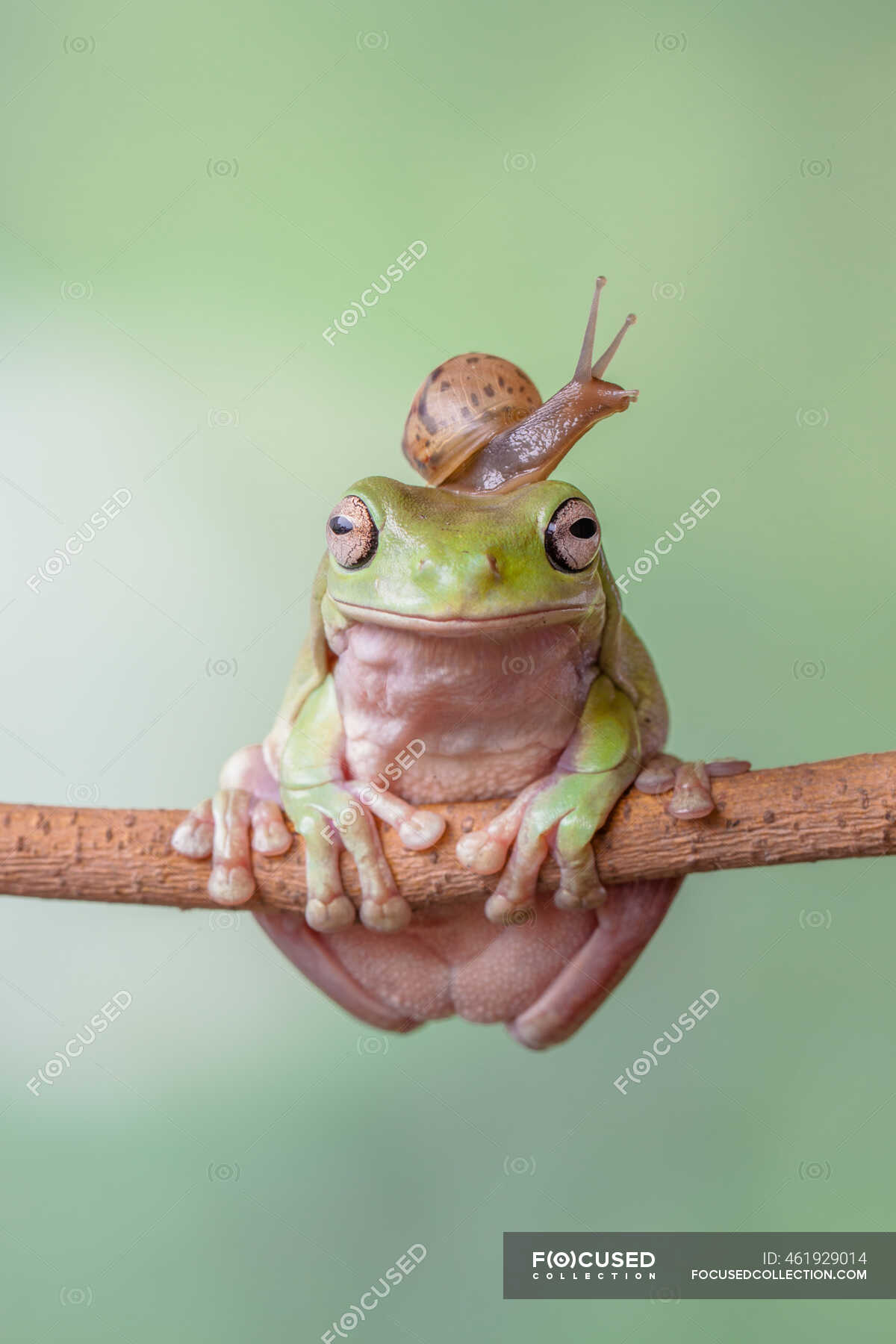 Snail on a tree frog's head, Indonesia — toad, togetherness - Stock