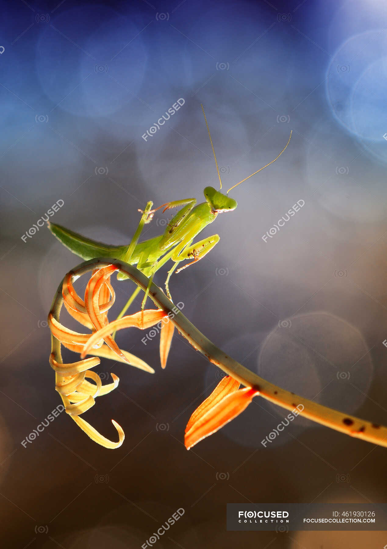 Close-up of a praying mantis on a plant, Indonesia — blue background