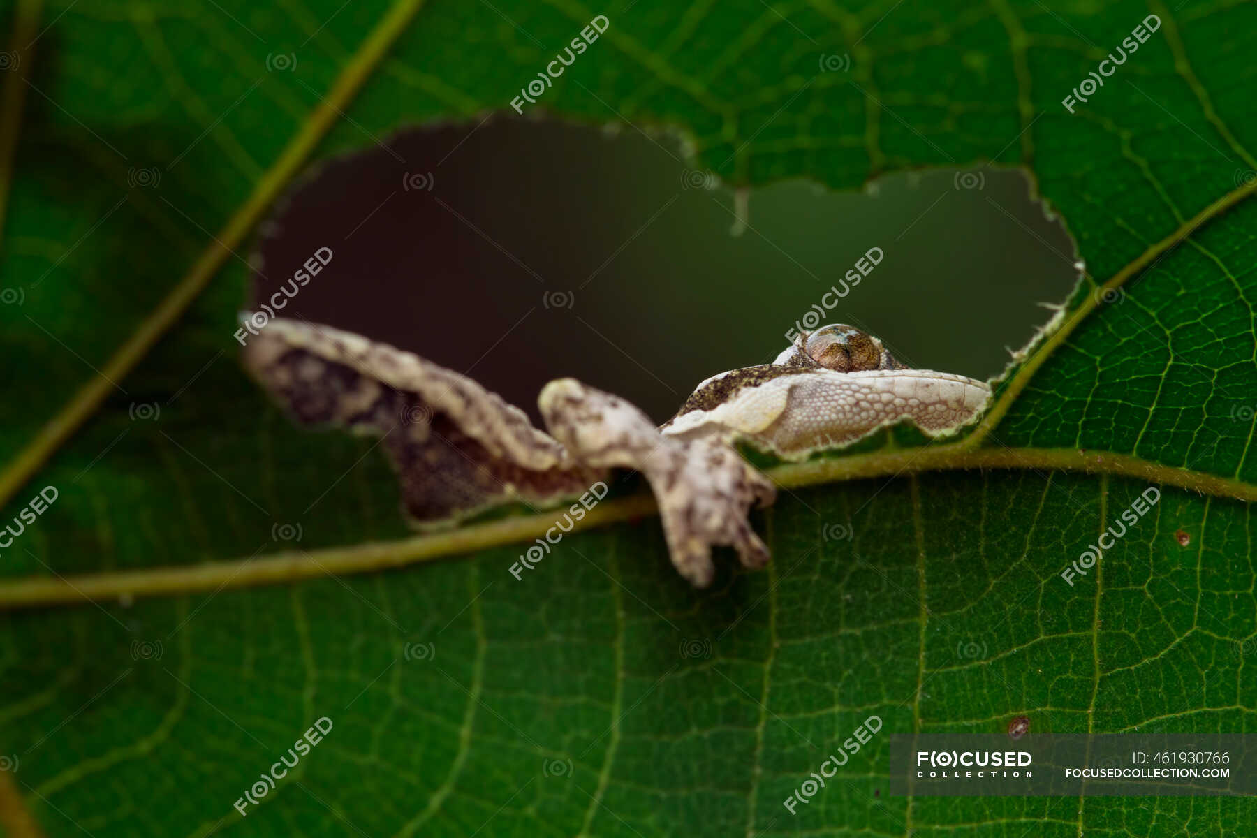 Baby flying gecko camouflage on dry leaves with black background — copy ...
