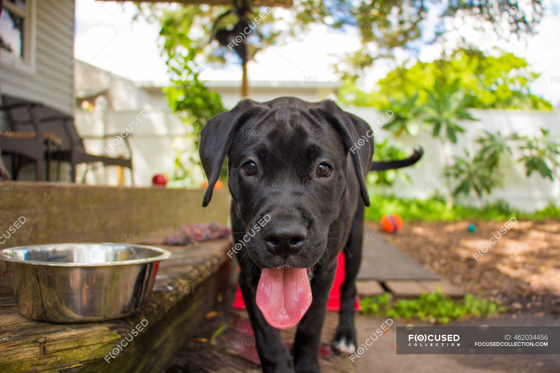 black boxador puppies