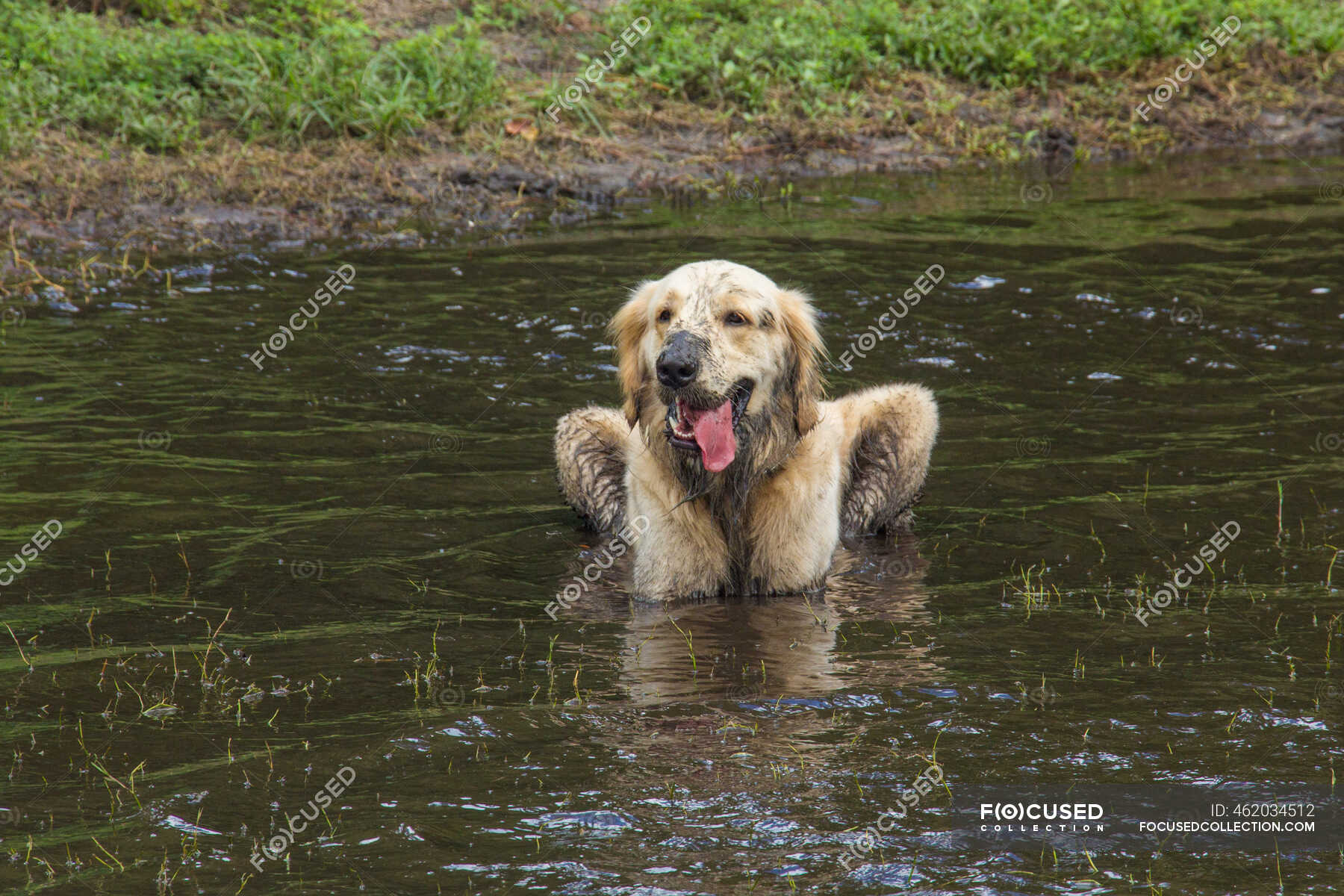 Dirty Golden Retriever Standing In A River Florida Usa Horizontal Walking Stock Photo 462034512