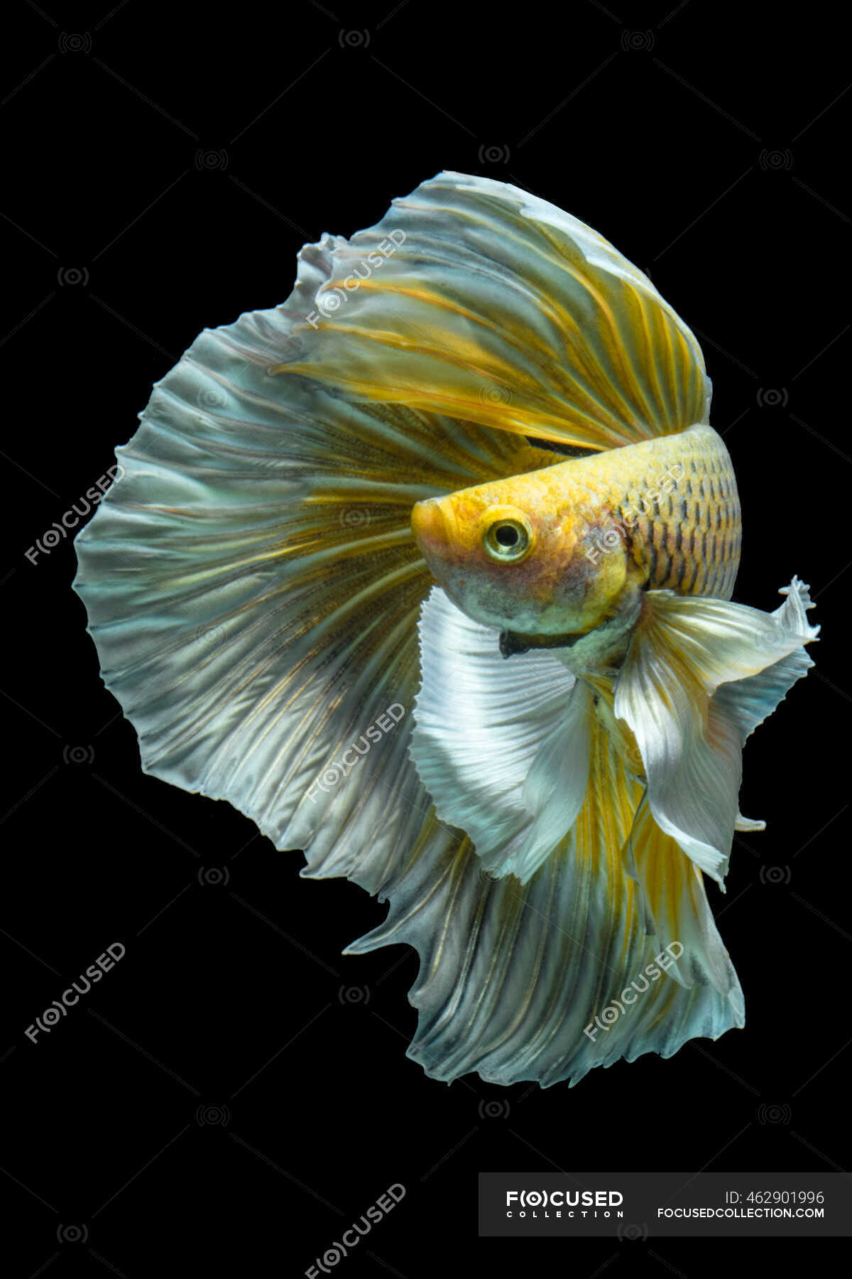 yellow fighter fish