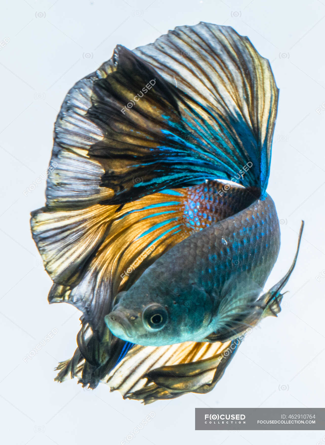 Beautiful blue halfmoon Betta fish on white background, close view — water,  aggressive - Stock Photo | #462910764