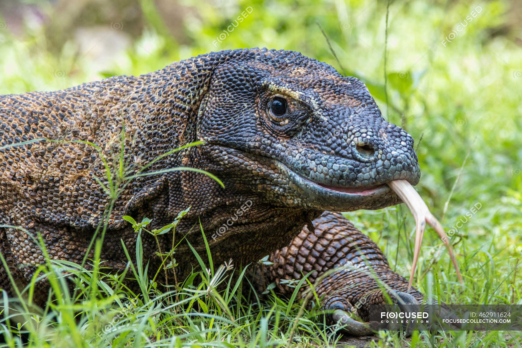 Portrait of a komodo dragon walking in the grass, Komodo National Park ...