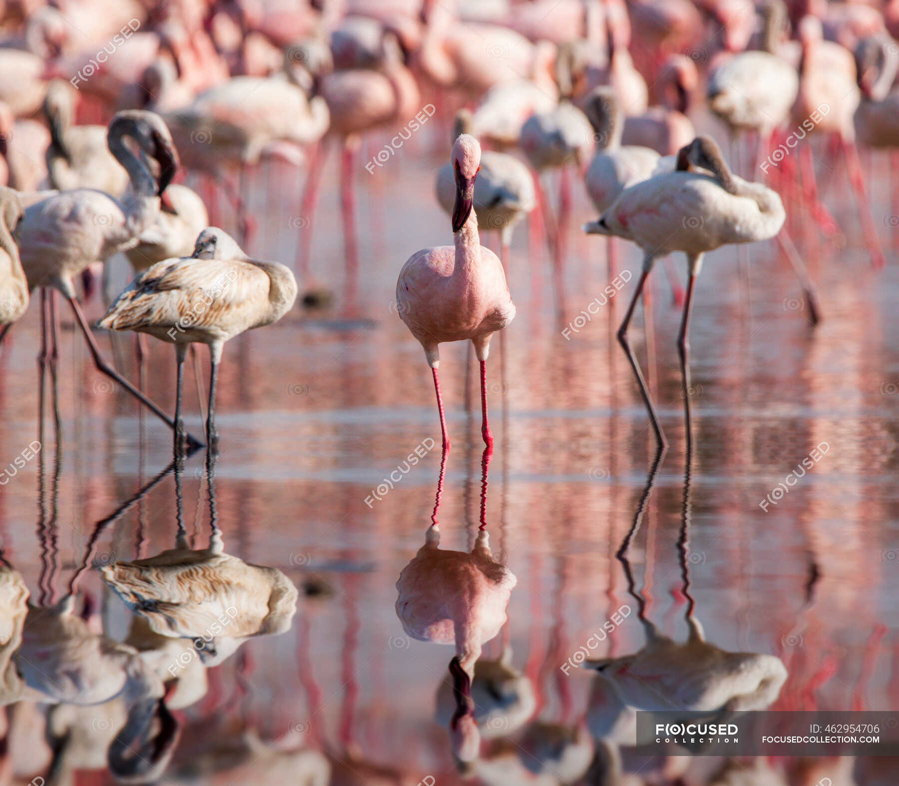 Colony of flamingoes in lake Nakuru, Kenya — animals themes, plumage -  Stock Photo | #462954706