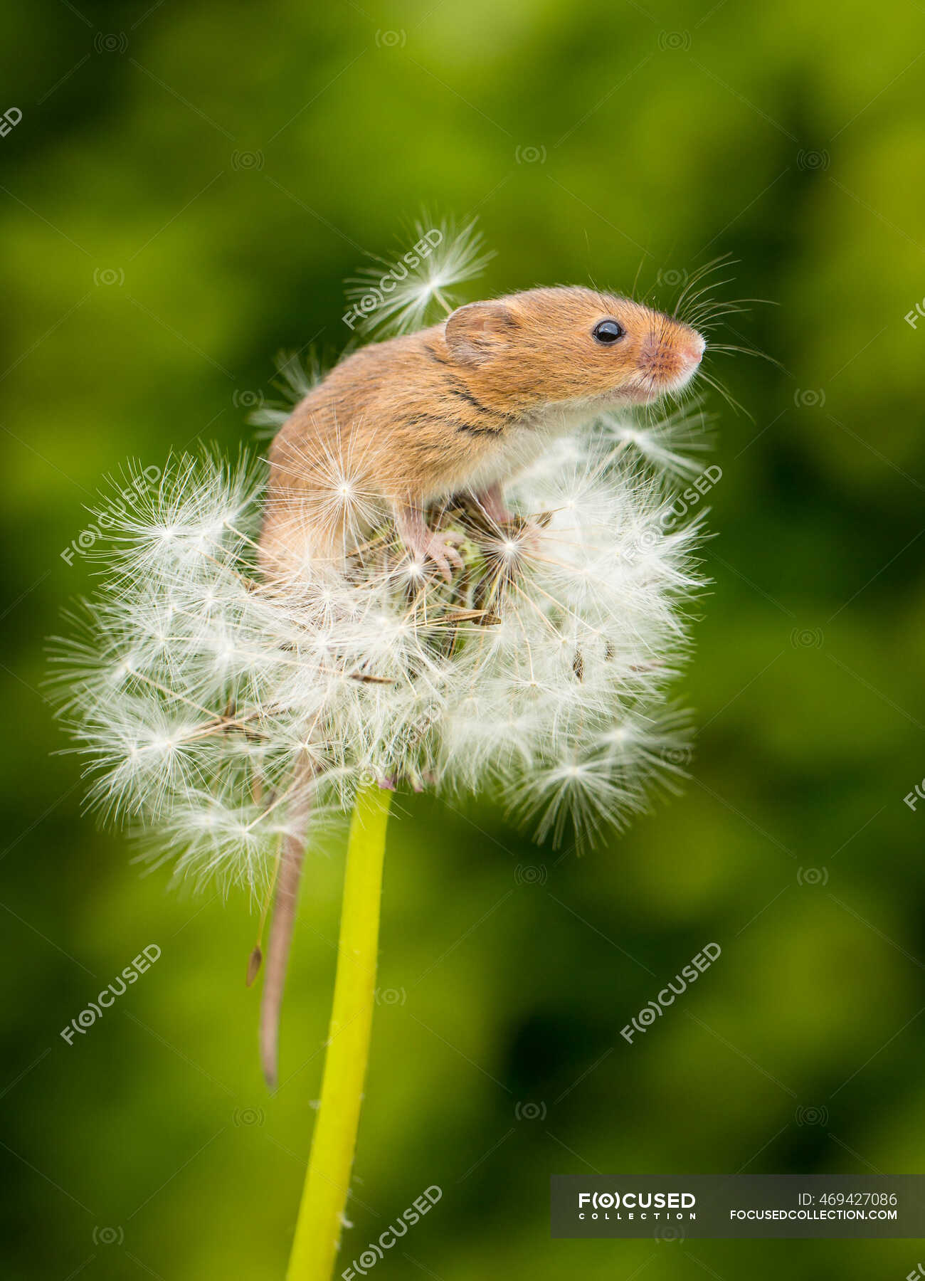Close Up Of Harvest Mouse On Dandelion Clock Animal Themes Macro Stock Photo