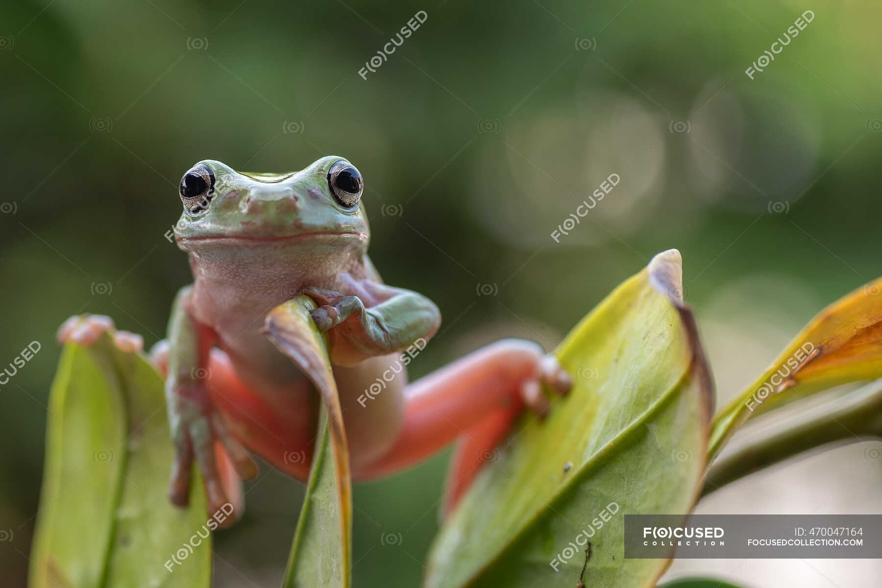 Dumpy tree frog on a plant, Indonesia — leaf, horizontal Stock Photo