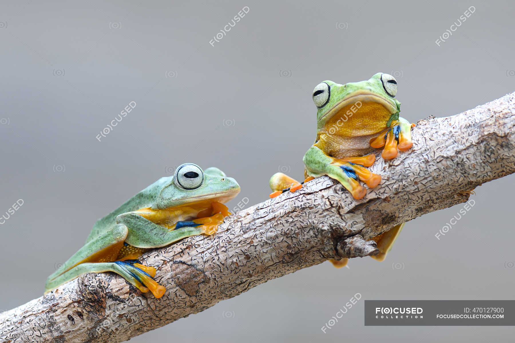 Two Wallace Flying Frog's on a branch, Kalimantan, Borneo, Indonesia ...