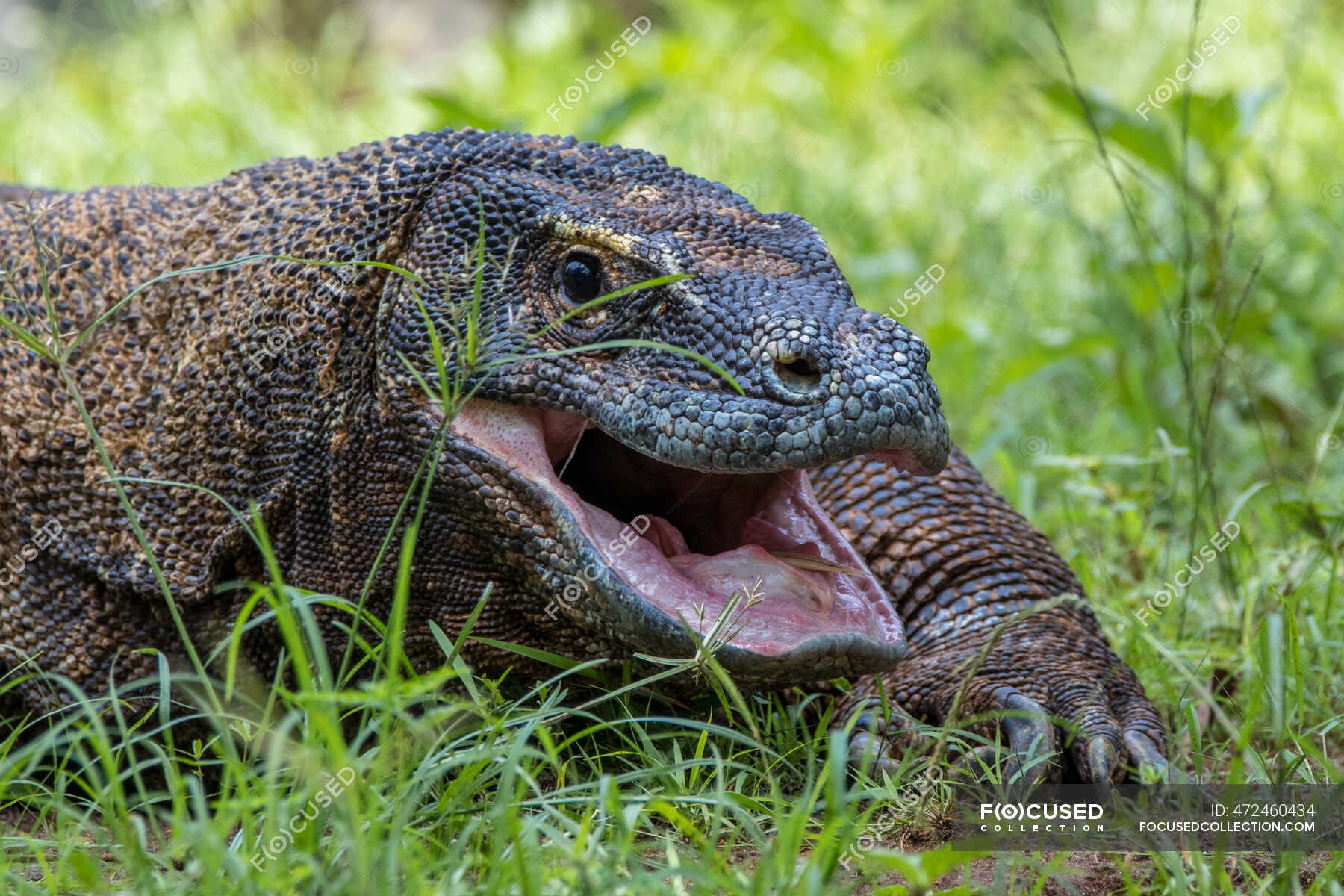 Portrait of a komodo dragon in the grass, Indonesia — stealth, outdoors ...