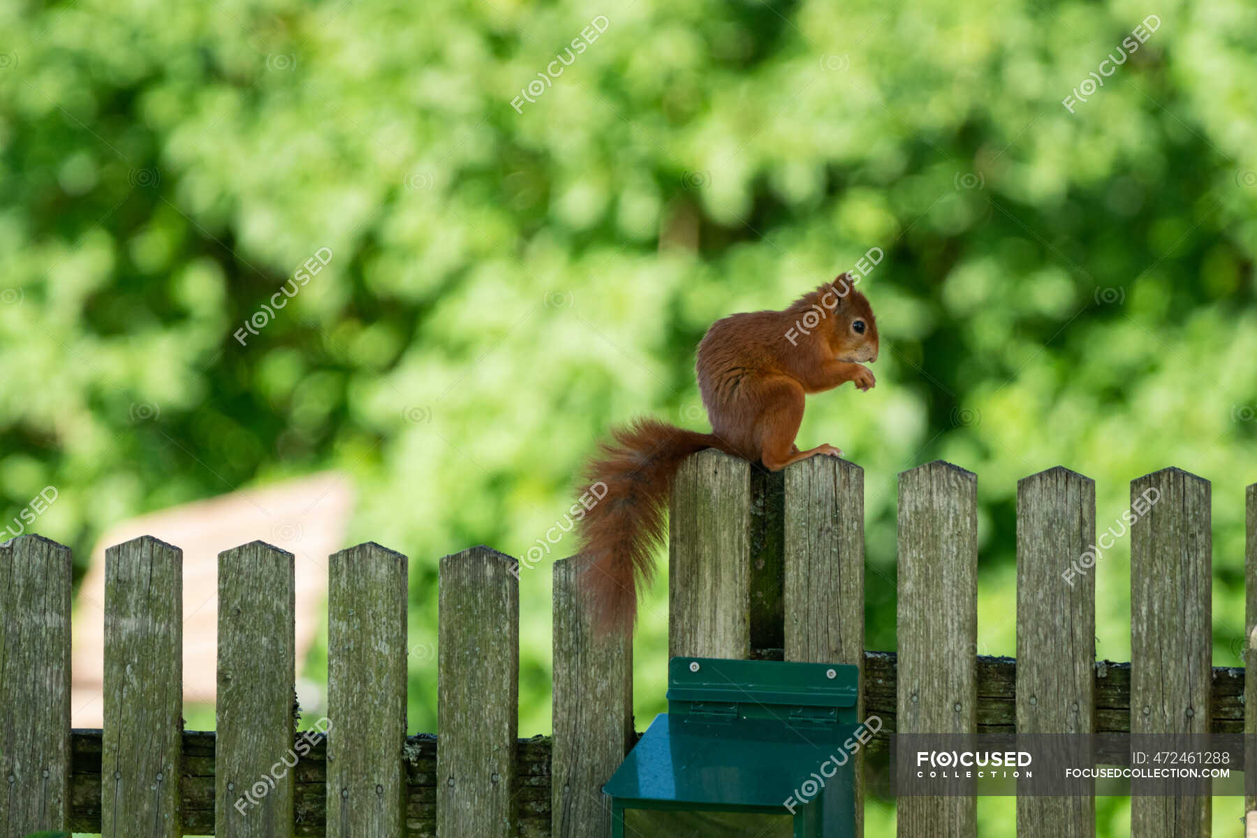 Red Squirrel on a wood fence eating a peanut, Salzburg, Austria