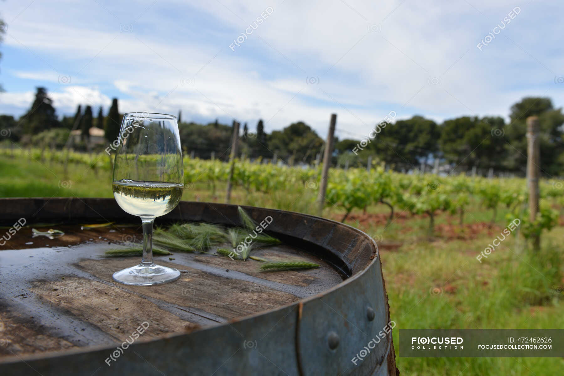 Wine glass with red grapes on the background of the vineyard