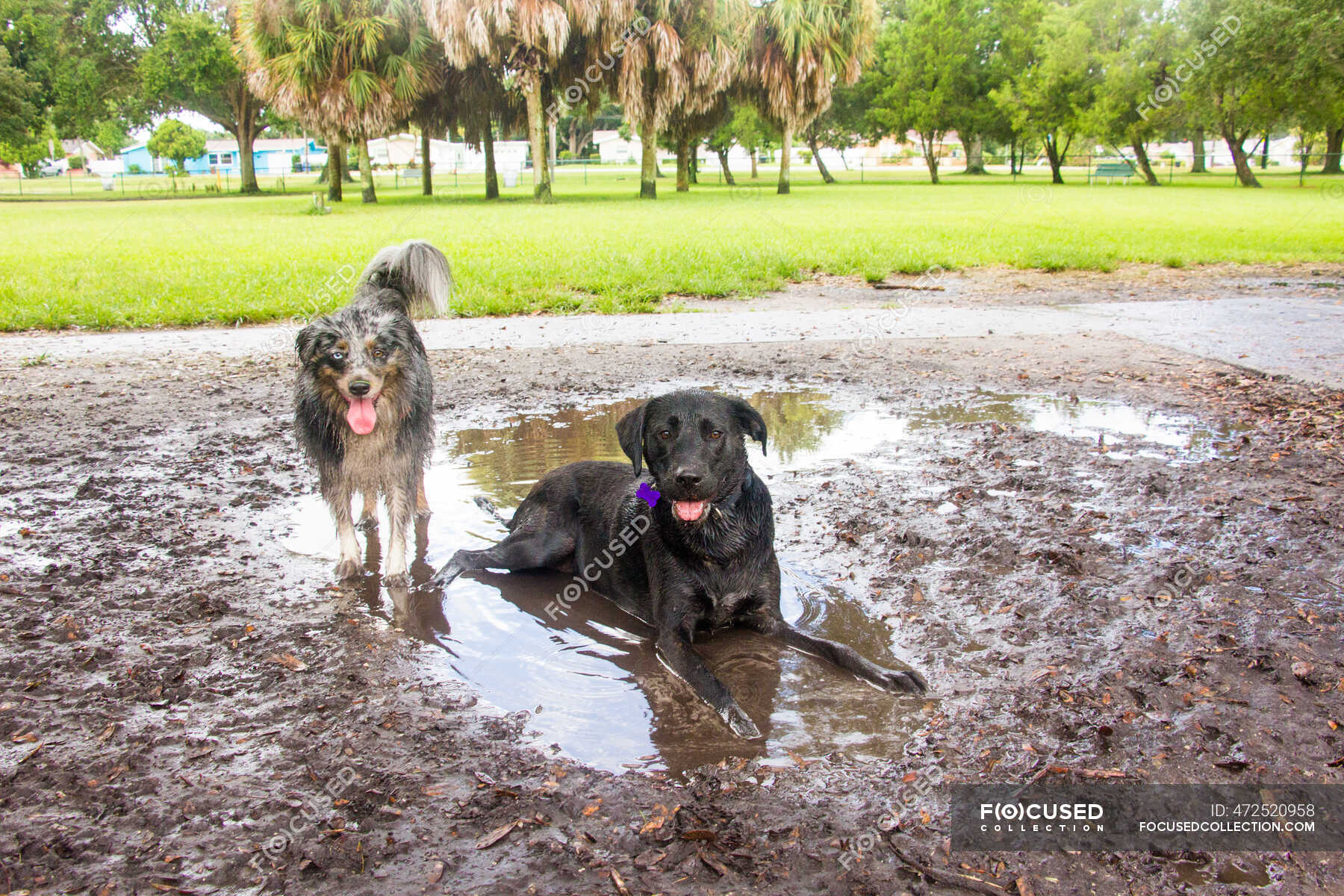 are dogs allowed in labrador park