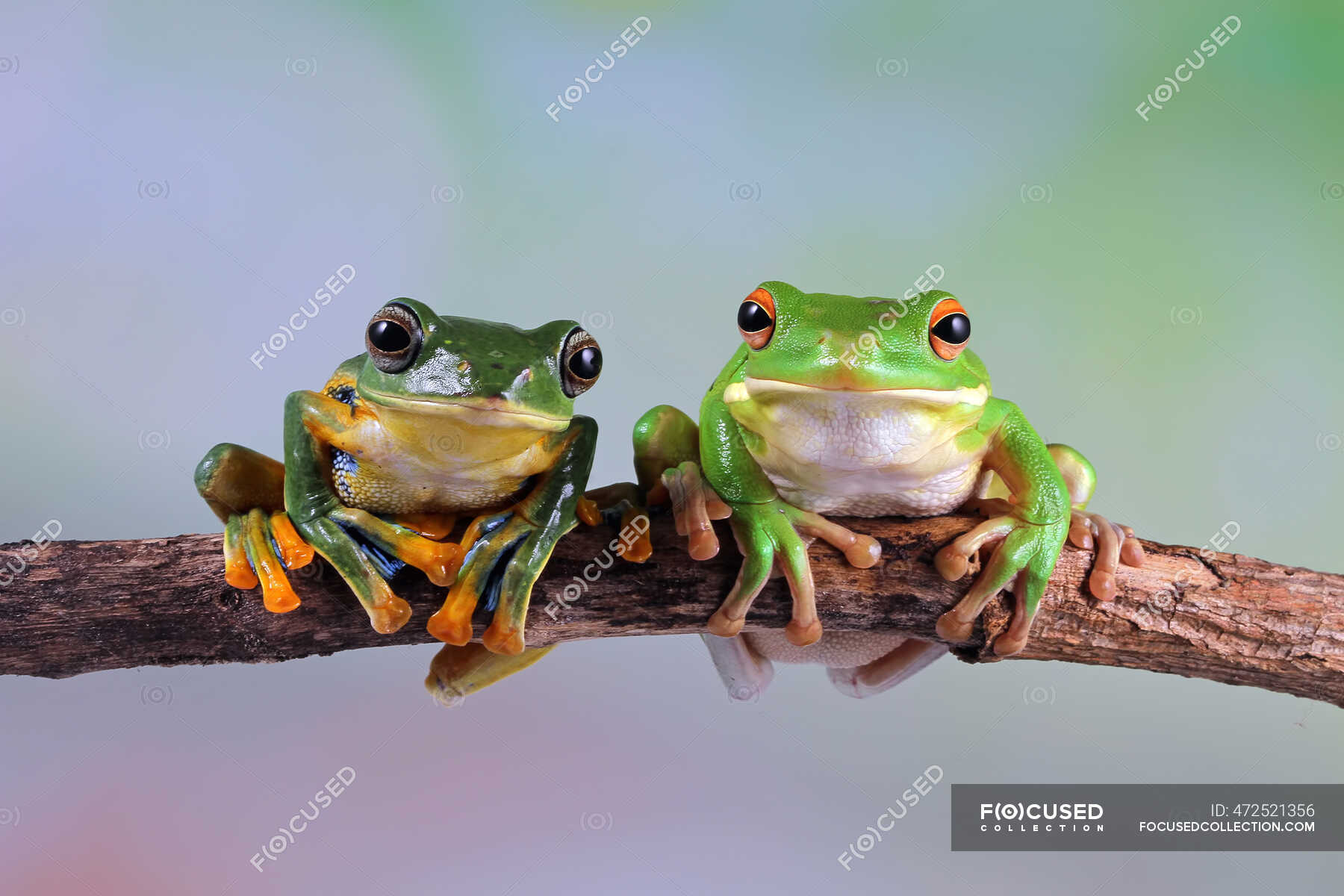 Australian white tree frog and dumpy tree frog on a branch, Indonesia ...