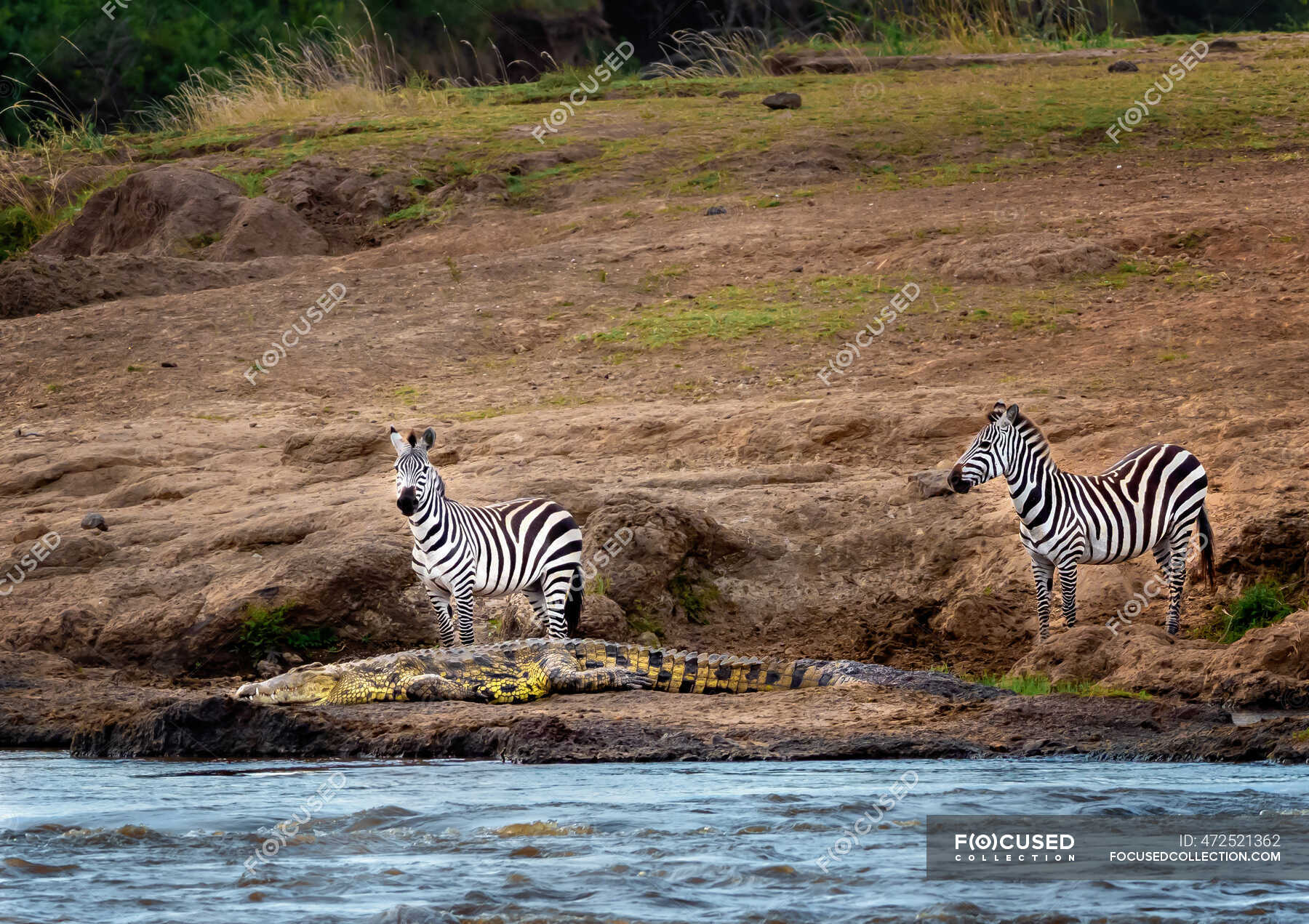 zebras standing next to a Nile crocodile, Kenya — no people, - Stock Photo | #472521362