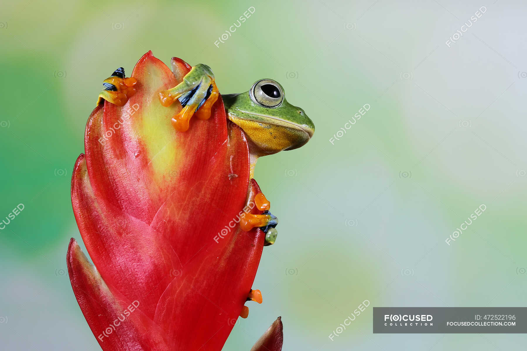 Flying frog (rachophorus reinwardtii) on a flower bud, Indonesia ...