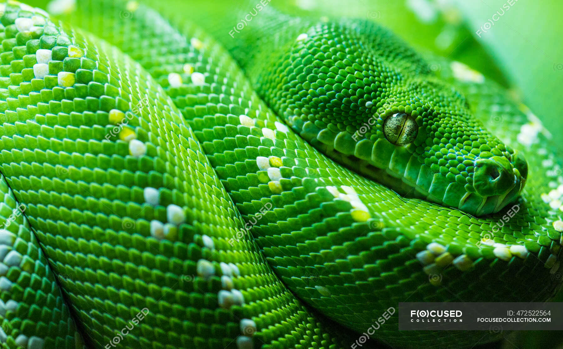 Close-up of a green tree python snake, England, United Kingdom ...