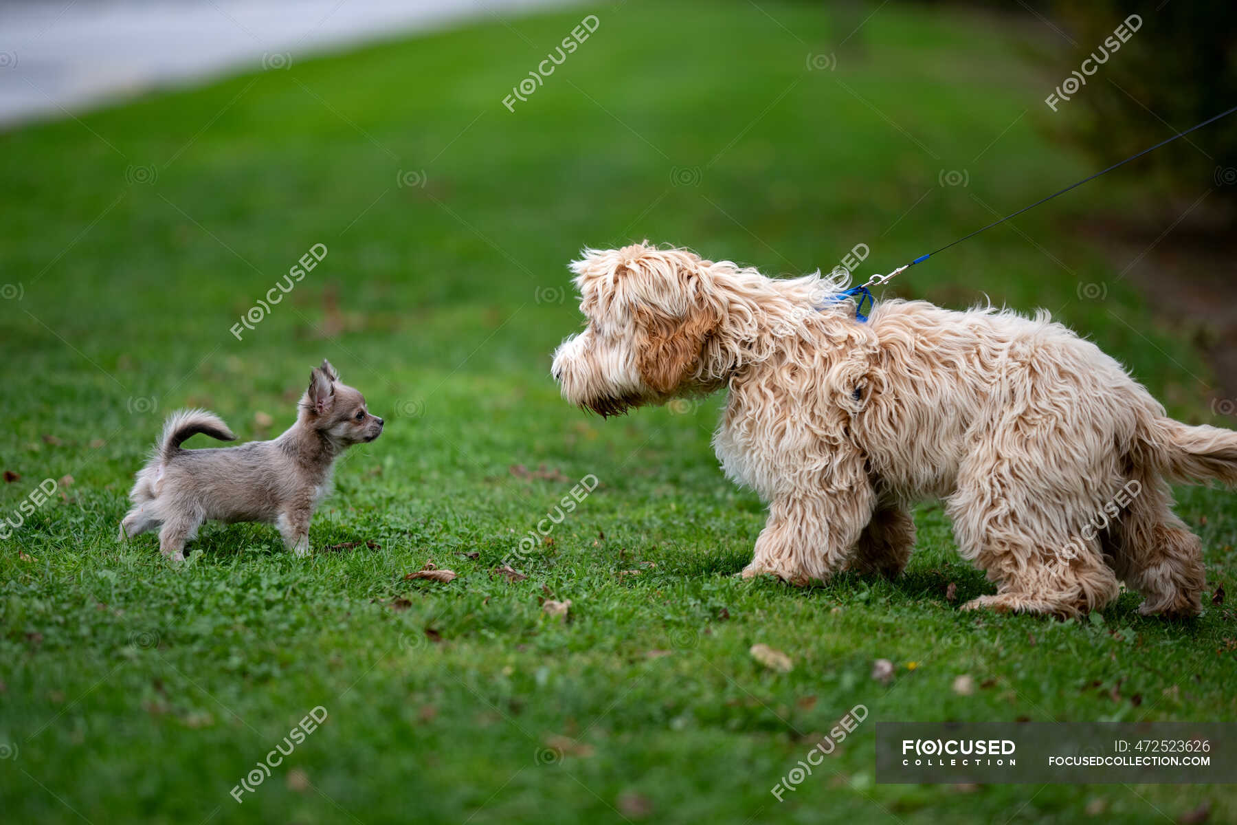 Two dogs checking each other out in a park, Ireland — small, large