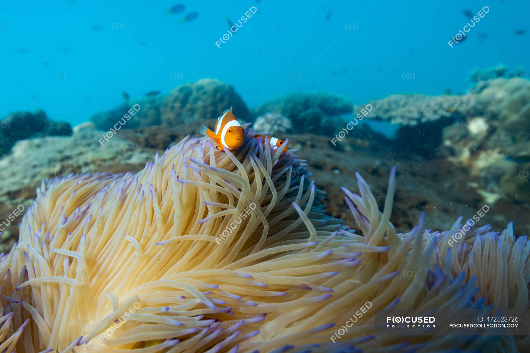 Clownfish hiding in a coral reef, Great Barrier Reef, Queensland ...