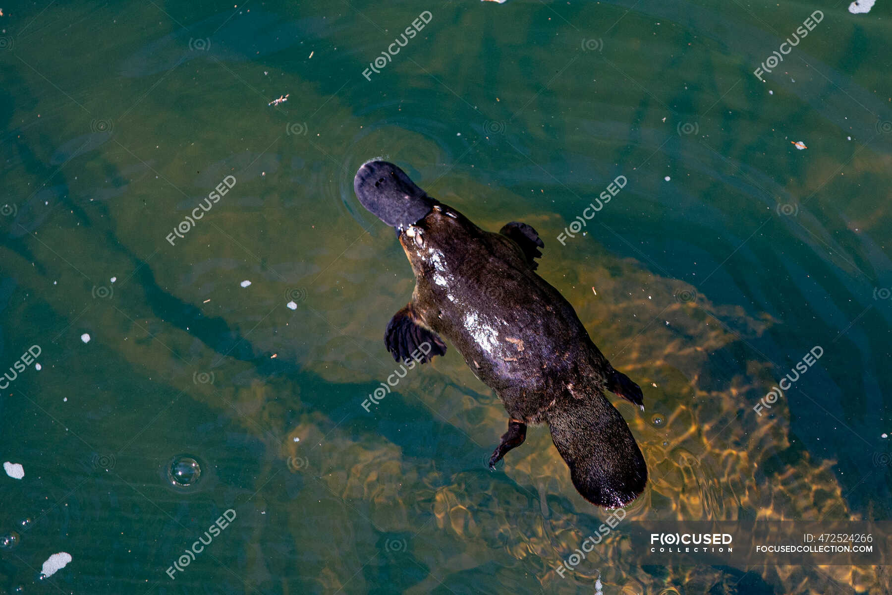 duck-billed-platypus-stock-photos-royalty-free-images-focused