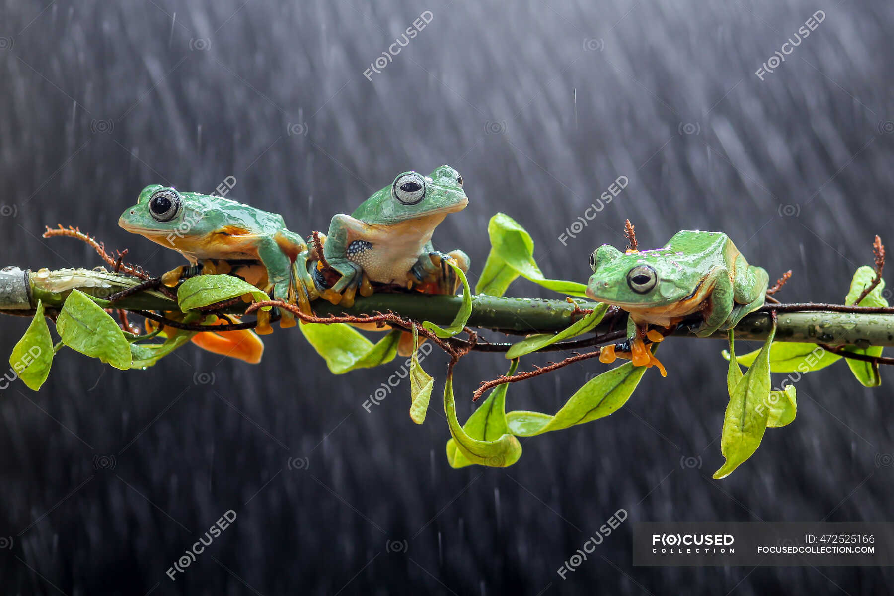 Three Wallace s Flying Frogs On A Branch Indonesia Side By Side three-wallace-s-flying-frogs-on-a-branch-indonesia-side-by-side