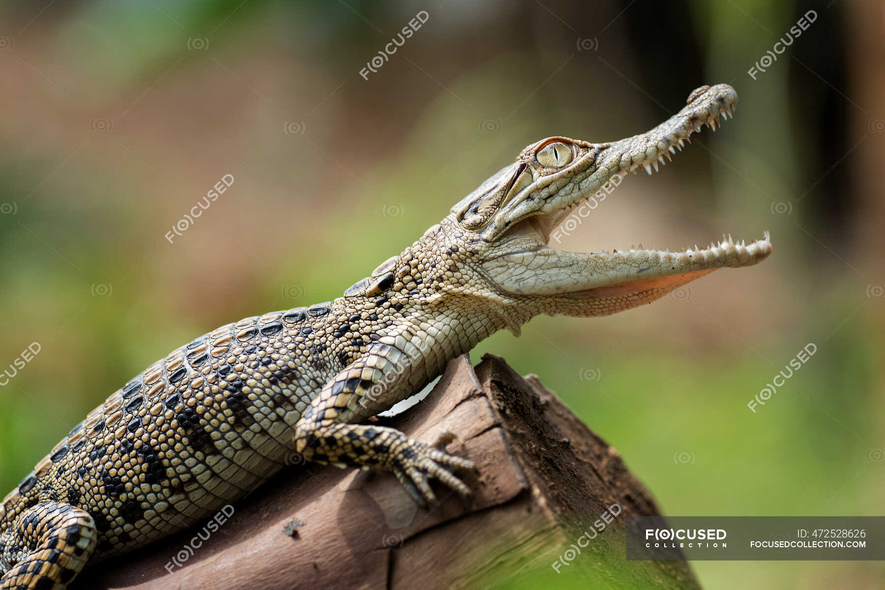 Cocodrilo de agua salada en un tronco, Indonesia — vida silvestre, Países  Bajos - Stock Photo | #472528626