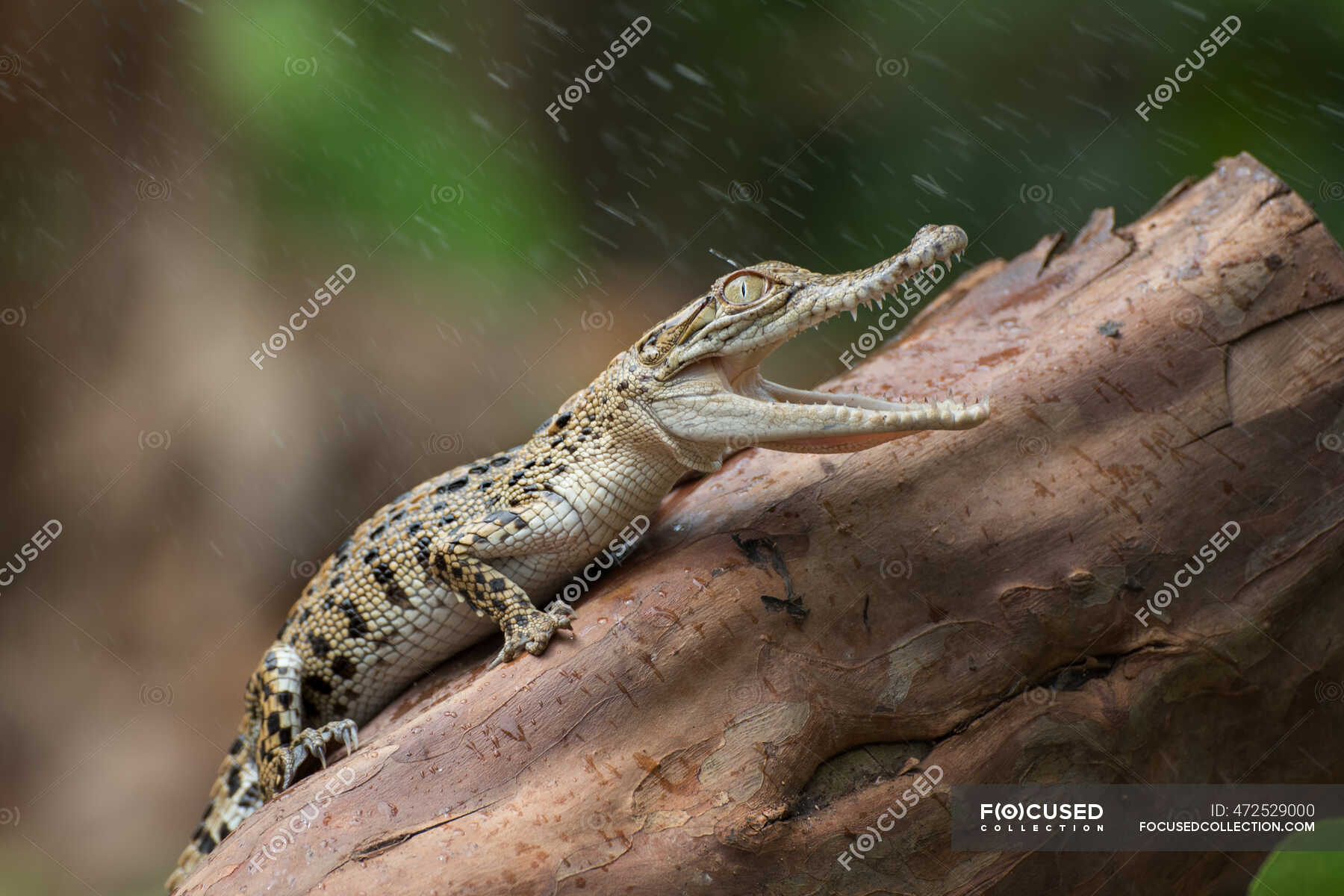 Cocodrilo de agua salada en un tronco, Indonesia — No hay gente, Animales  en la naturaleza - Stock Photo | #472529000