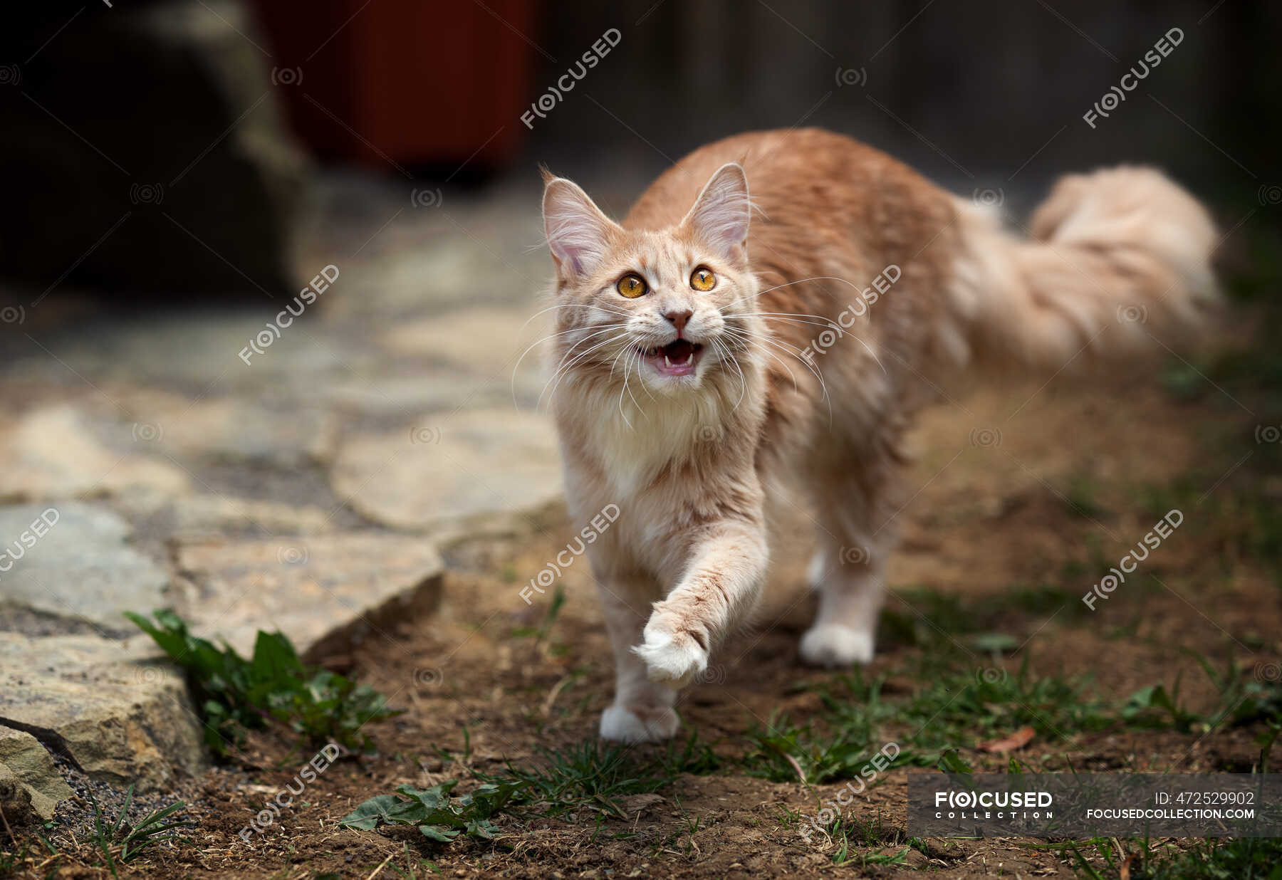 Maine Coon Kitten Walking In The Garden Ireland Cat No People Stock Photo 472529902