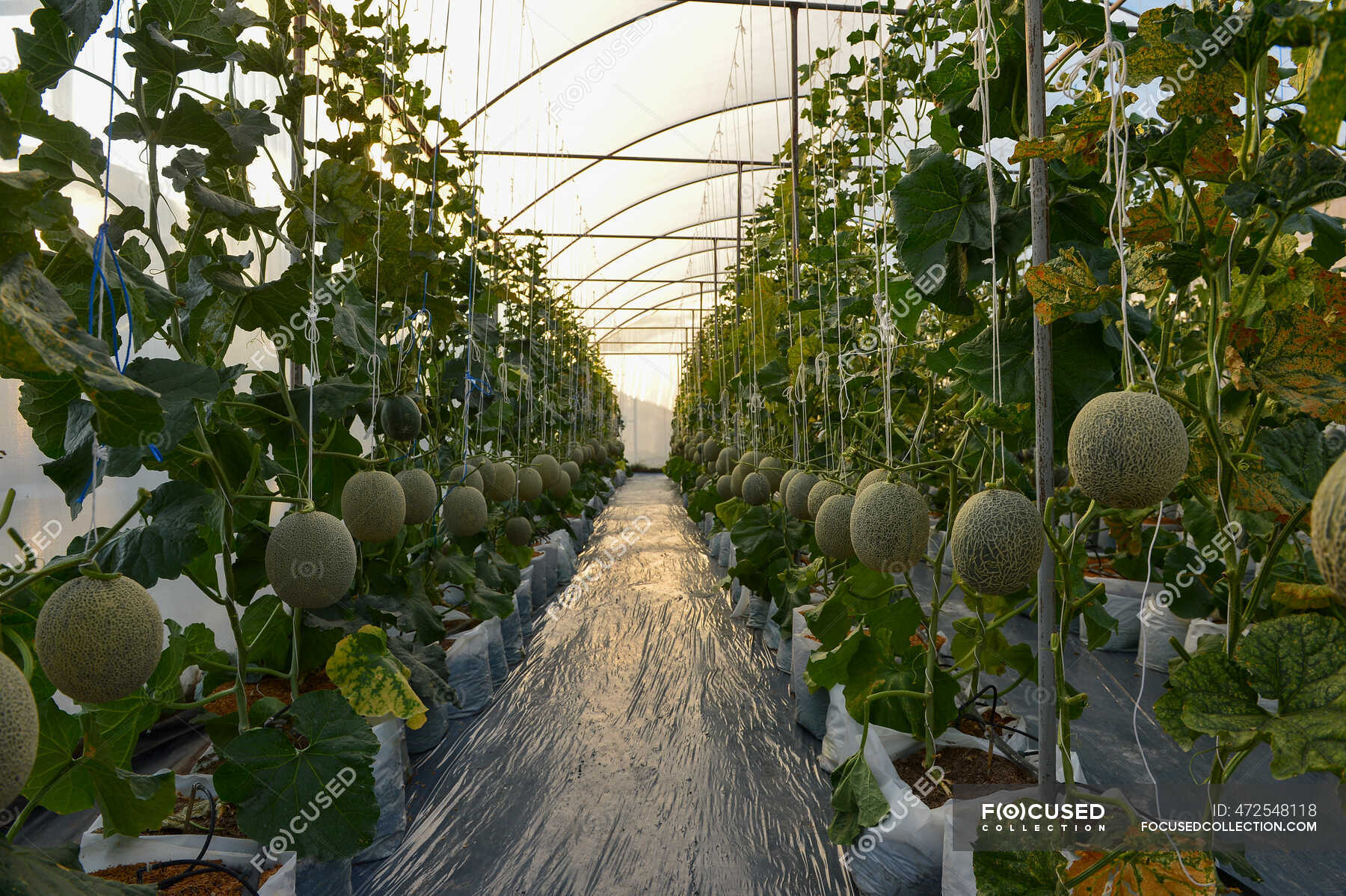 Melons growing in a hydroponic greenhouse, Thailand — farming ...