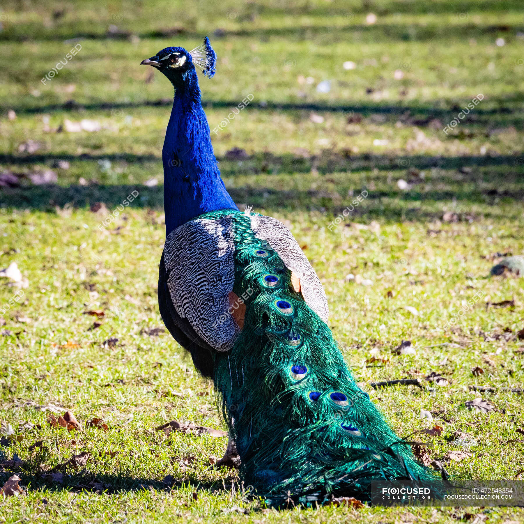 Portrait of a peacock, British Columbia, Canada — prancing, alertness Stock Photo 472548354