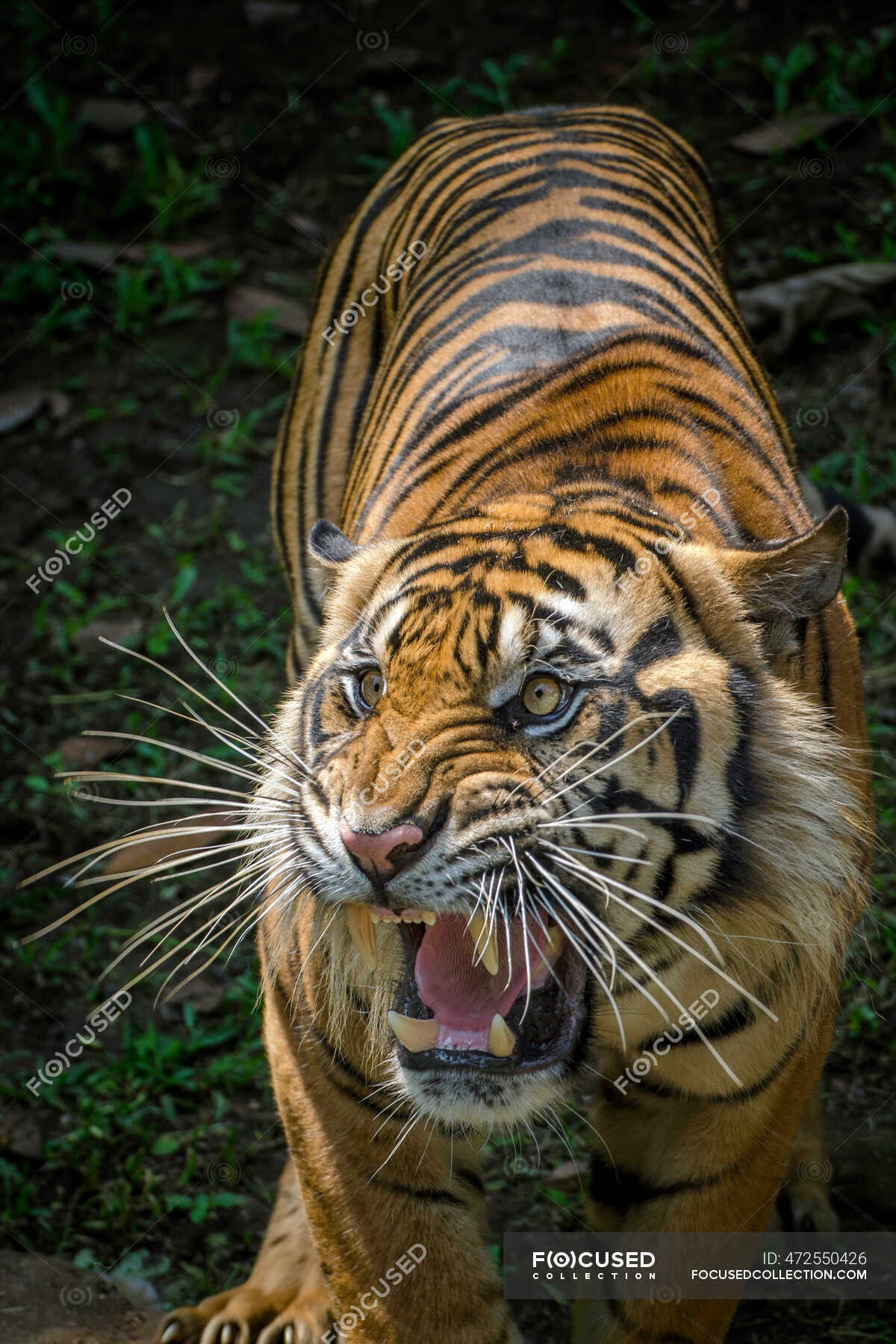 Tiger roar
