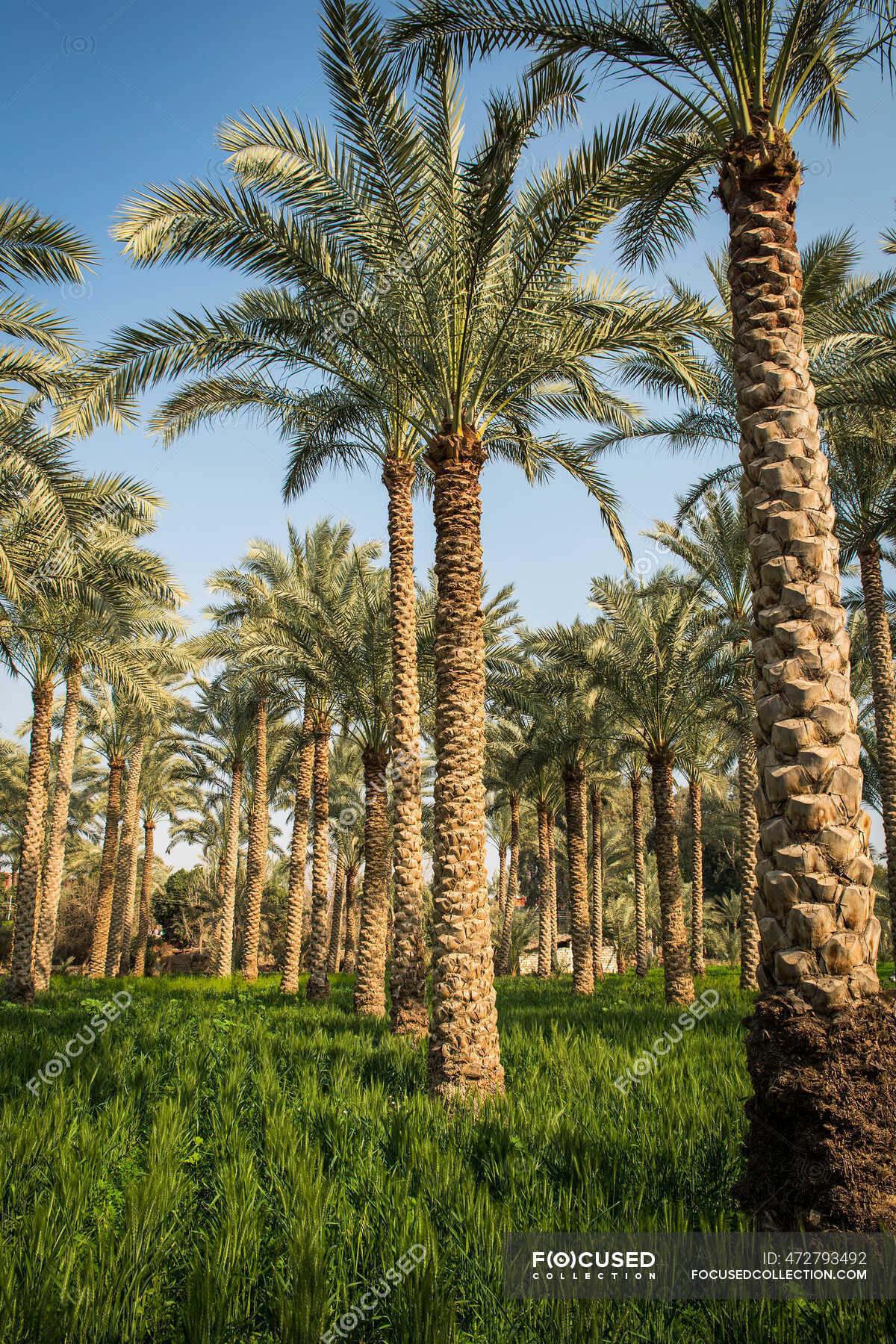 Palm trees in a field, Dahshur near Cairo, Egypt — bright, Rural Scene