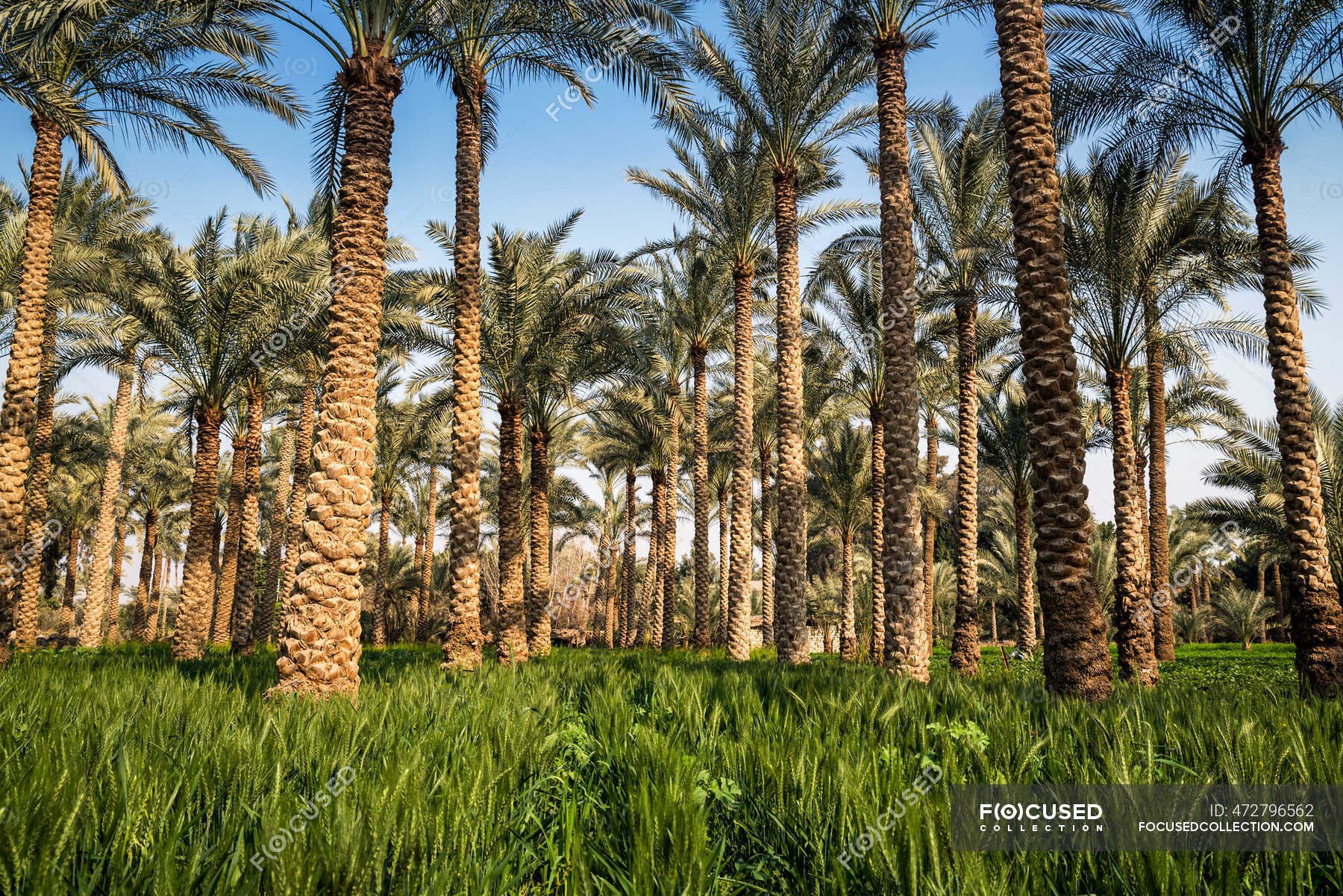 Palm trees in a field, Dahshur near Cairo, Egypt — botany, landscape