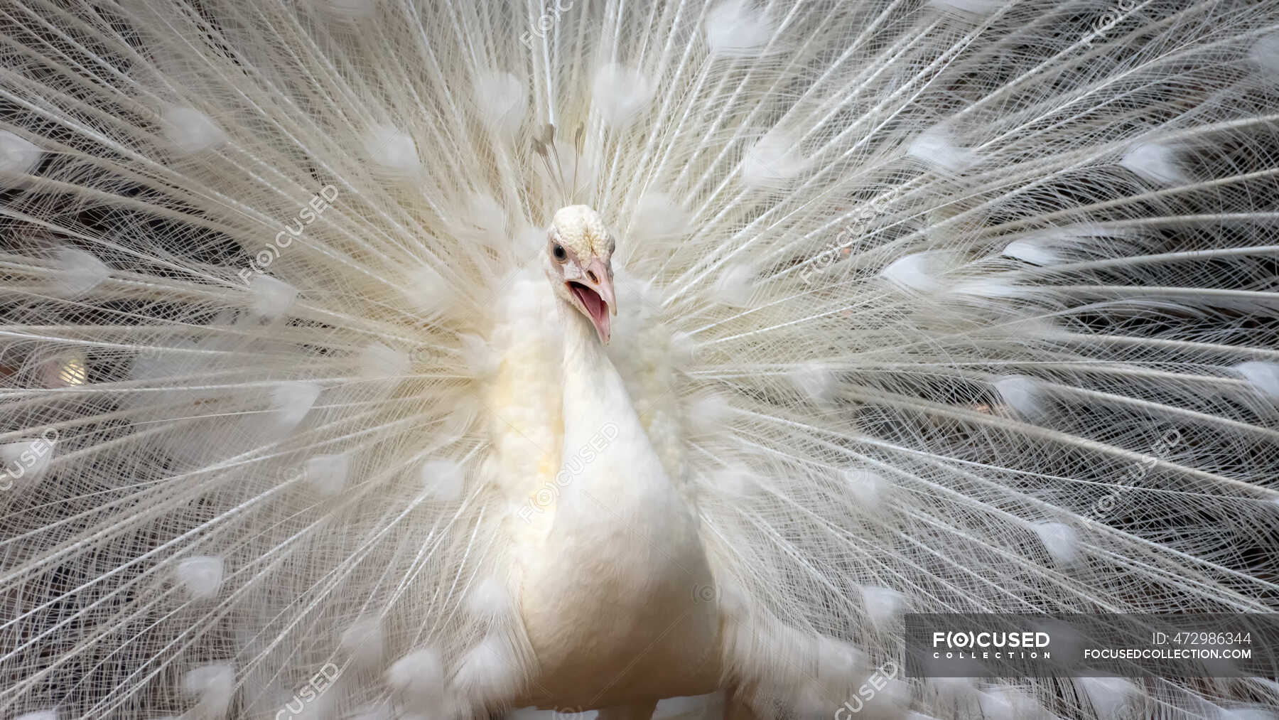 Portrait of a white peacock, Indonesia — peafowl, alertness ...