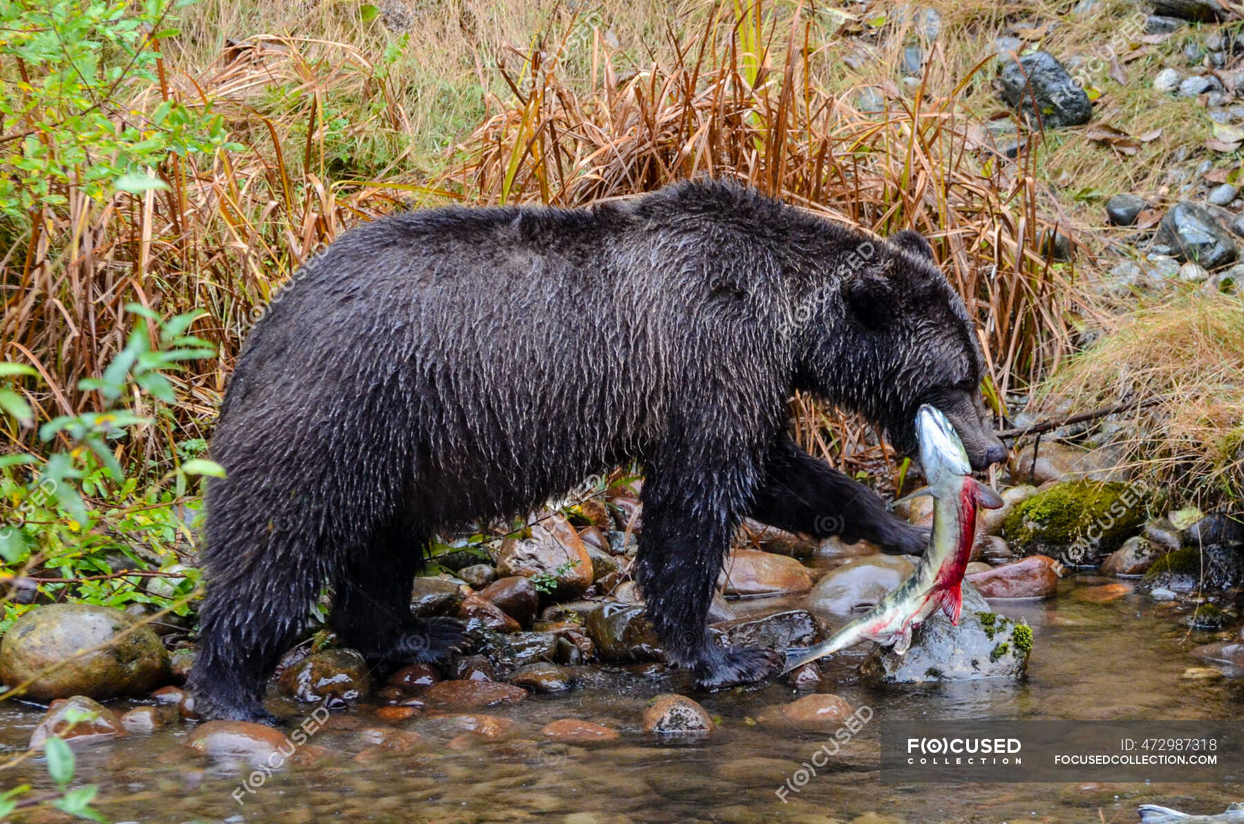 Grizzly bear standing in a river with a salmon, British Columbia ...