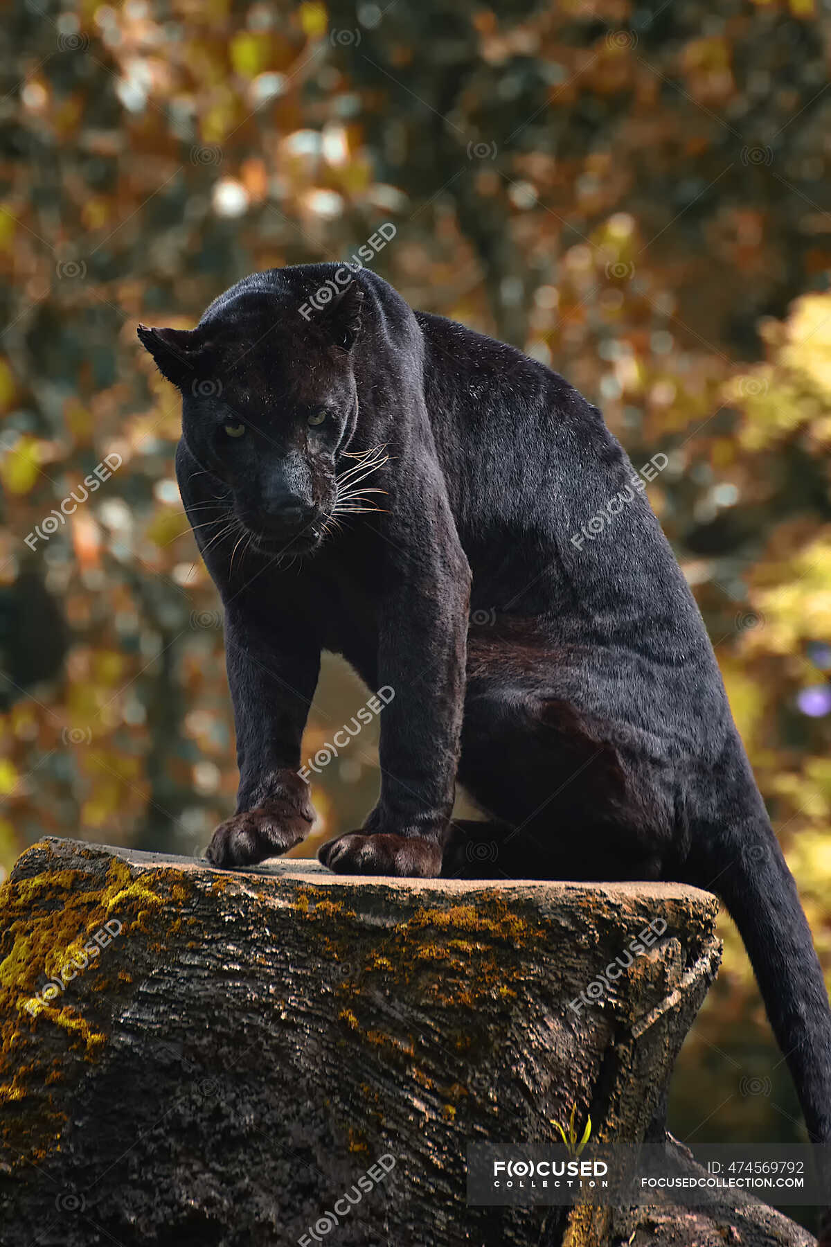 Animal black panther black panther