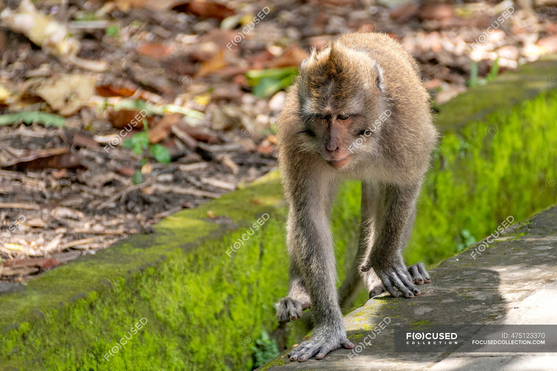 Un Gros Plan D Un Mignon Bebe Singe Sur Un Rocher Exterieur Naturel Stock Photo