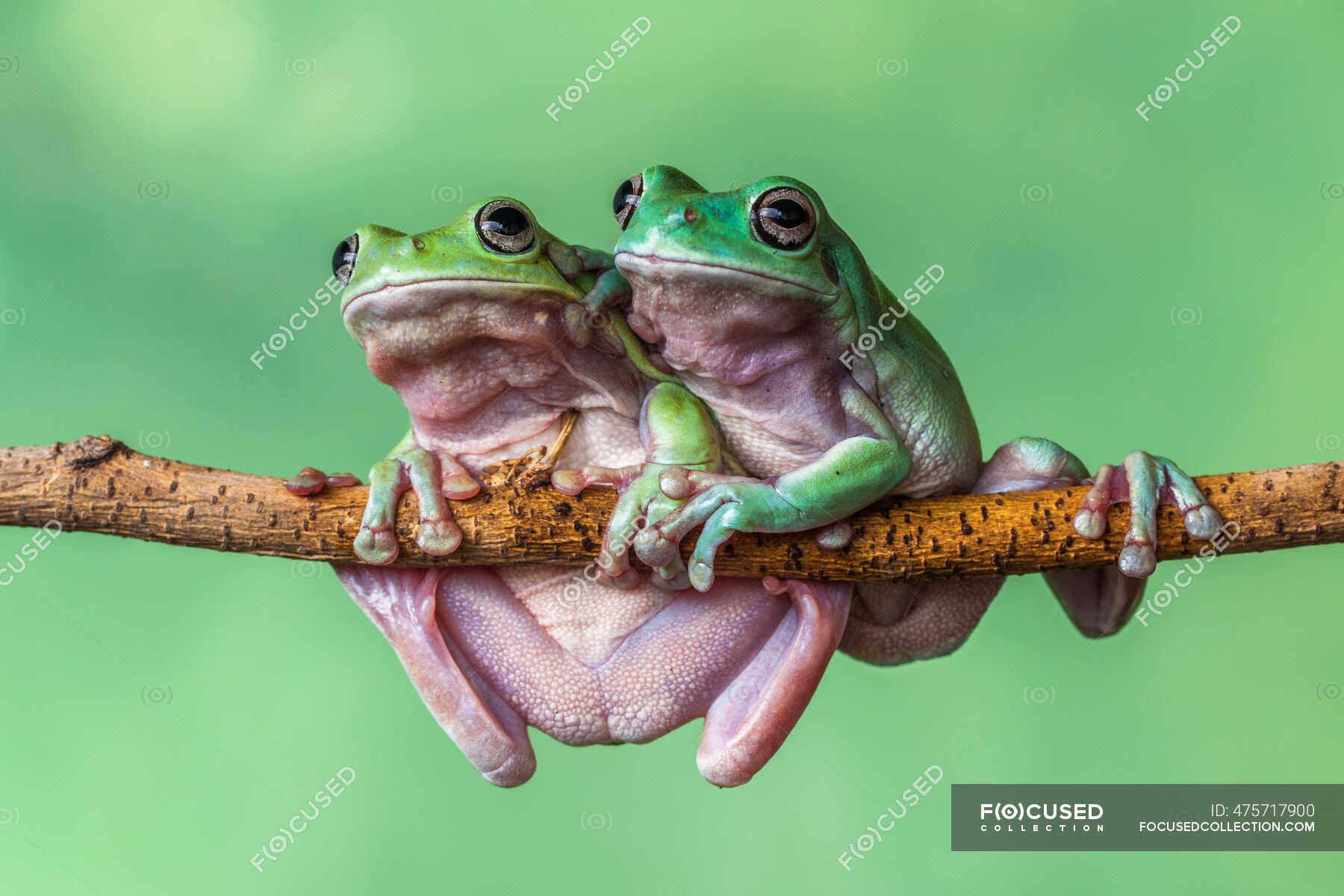 Two dumpy tree frogs on a branch, Indonesia — togetherness, wildlife ...