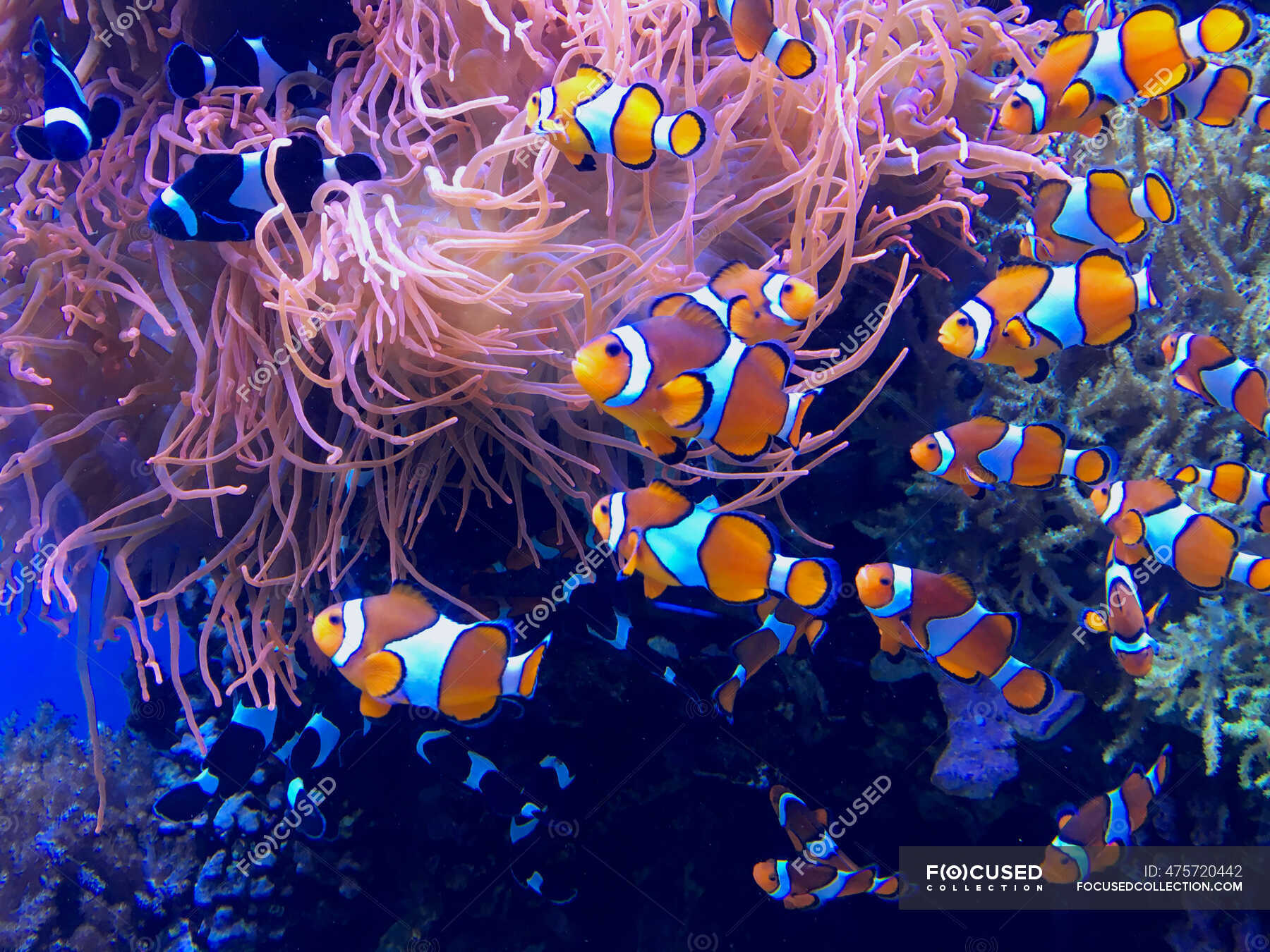 Clown Fish Swimming In A Coral Reef, USA — Wildlife, Underwater - Stock ...