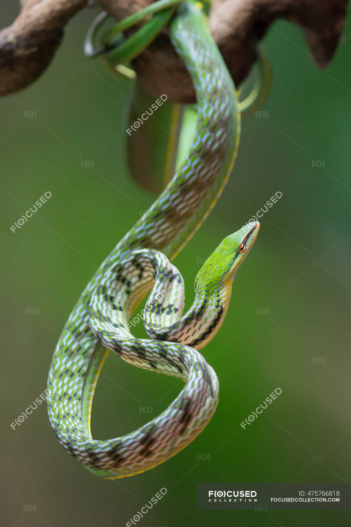 Close-up Of An Asian Vine Snake On A Branch, Indonesia — Animal, One 