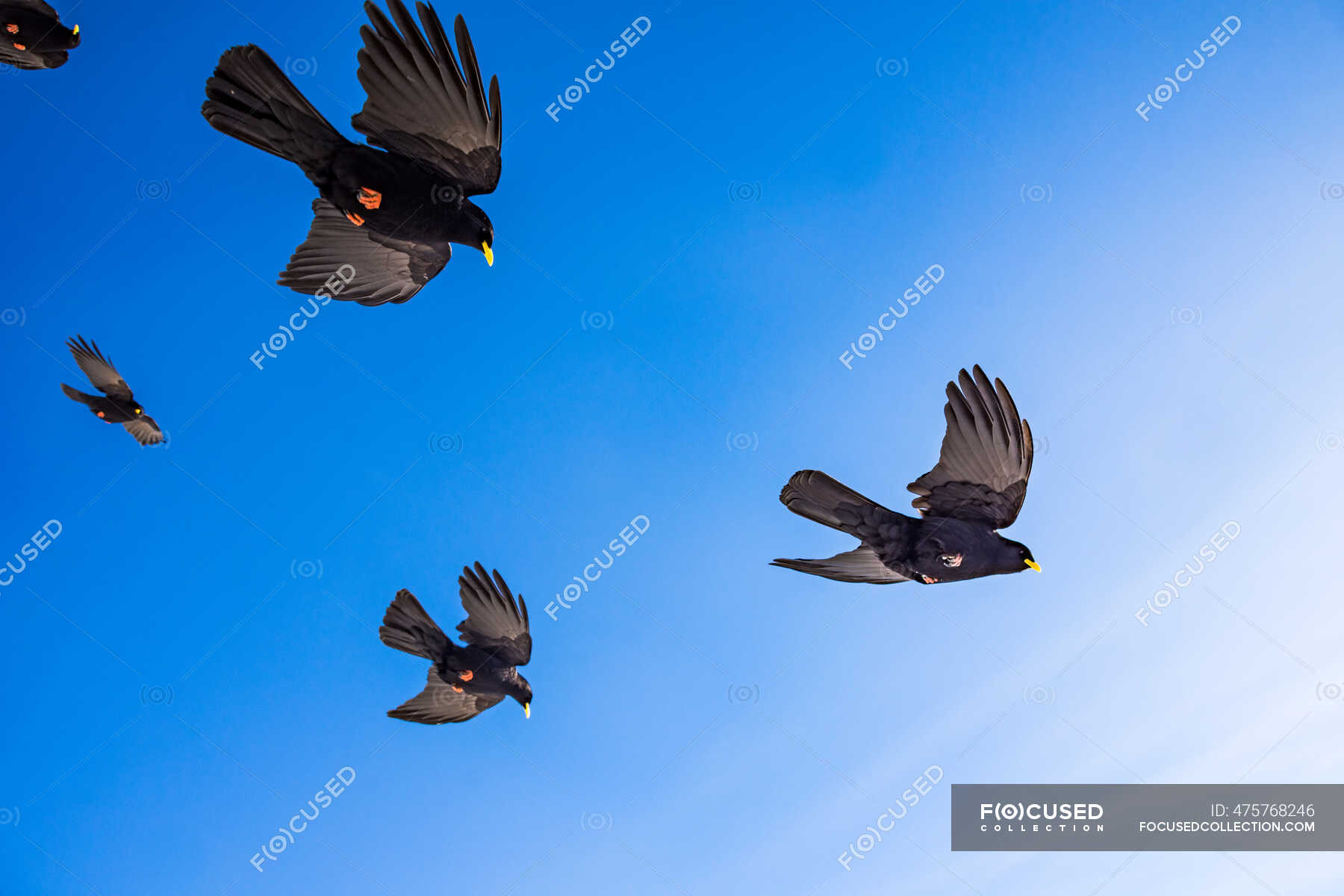 Low angle view of five birds in flight, Switzerland — wildlife, blue ...