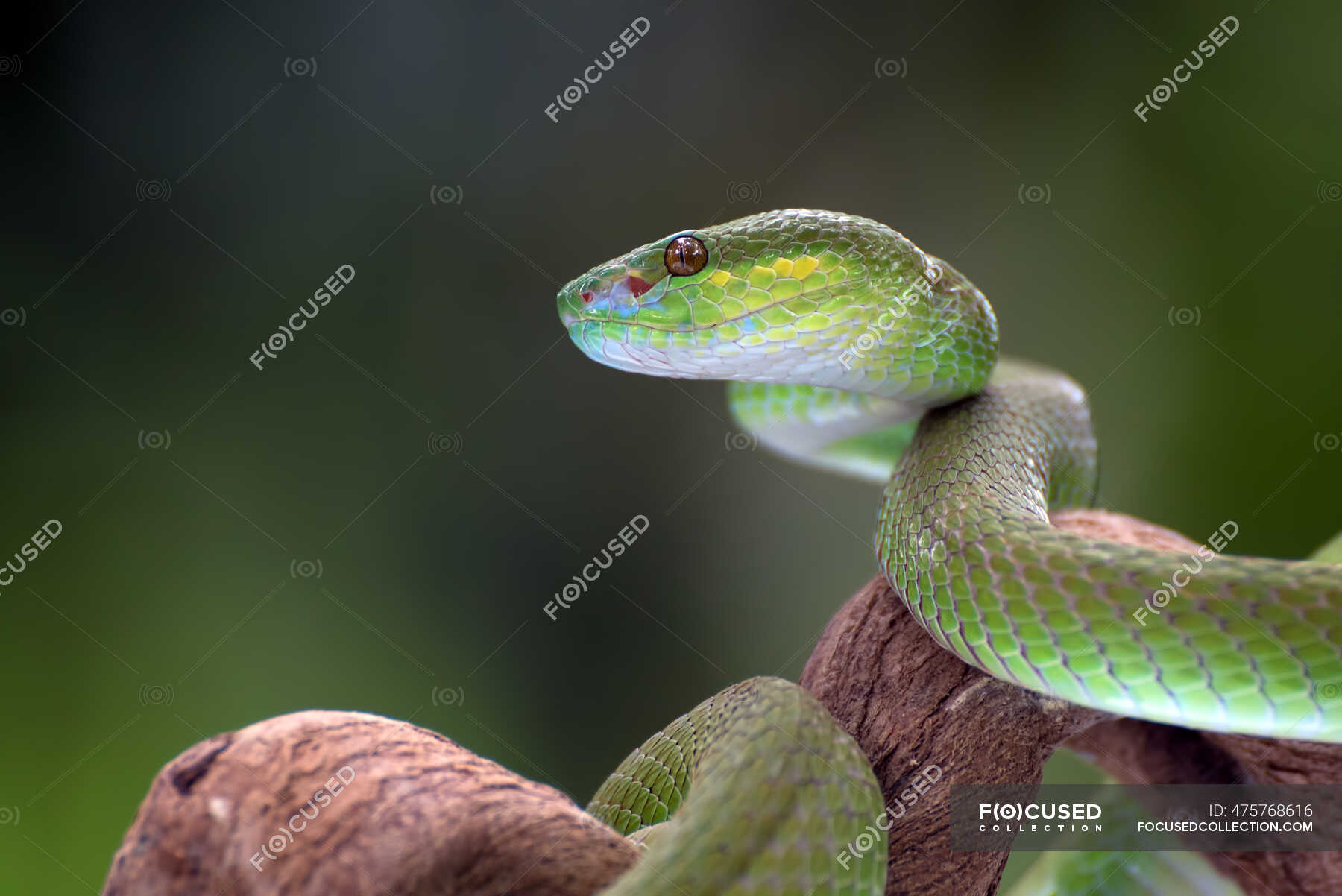 White-lipped Island Pit Viper Coiled Around A Tree Branch, Indonesia 