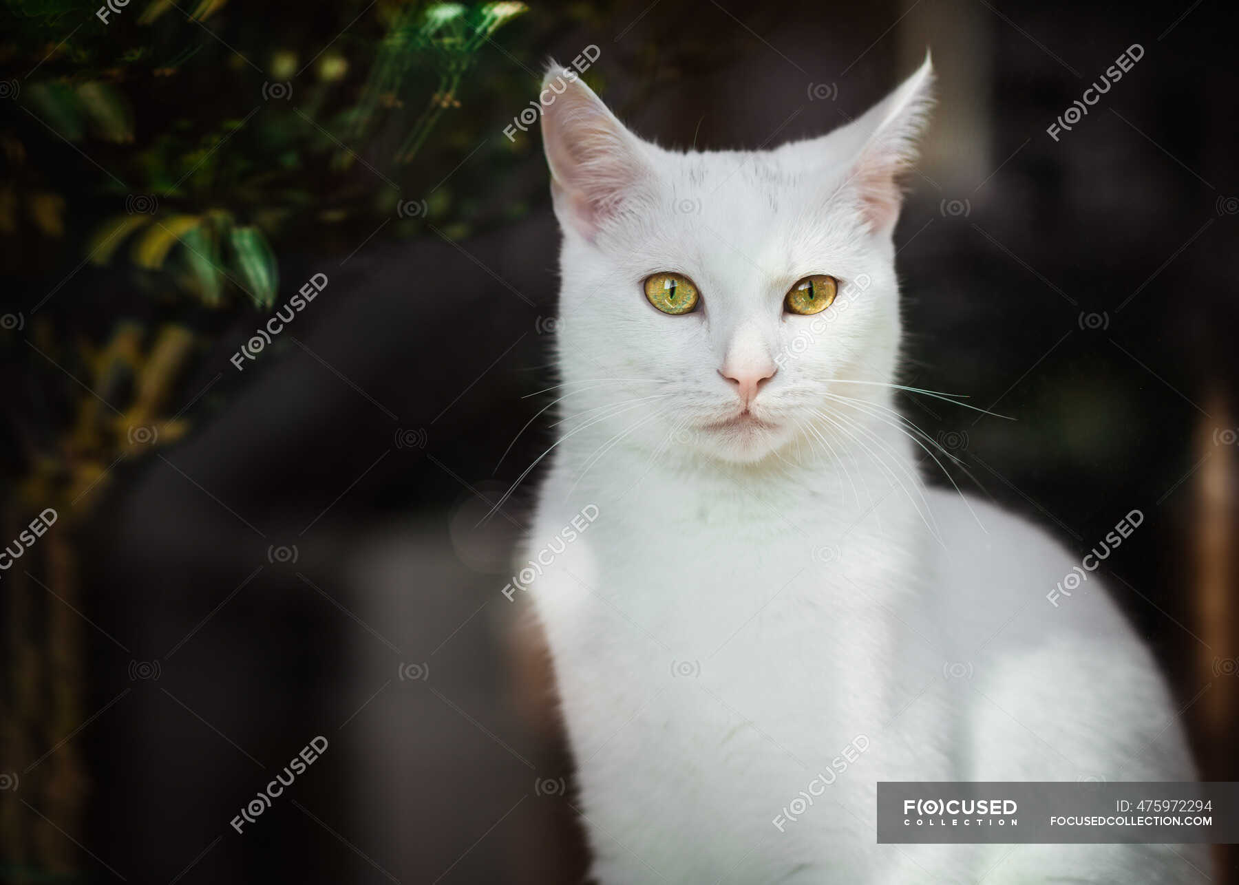 white cat yellow eyes