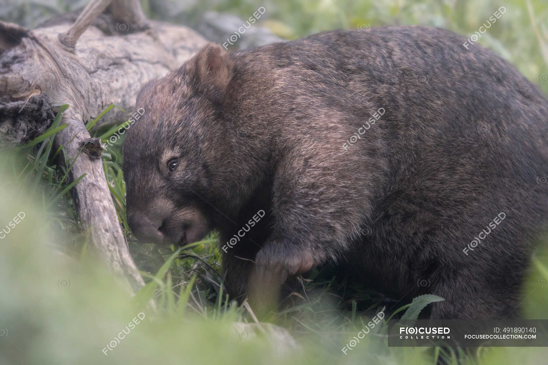 Close-up of common wombat (Vombatus ursinus) nex to a fallen tree,  Australia — standing, side view - Stock Photo | #491890140