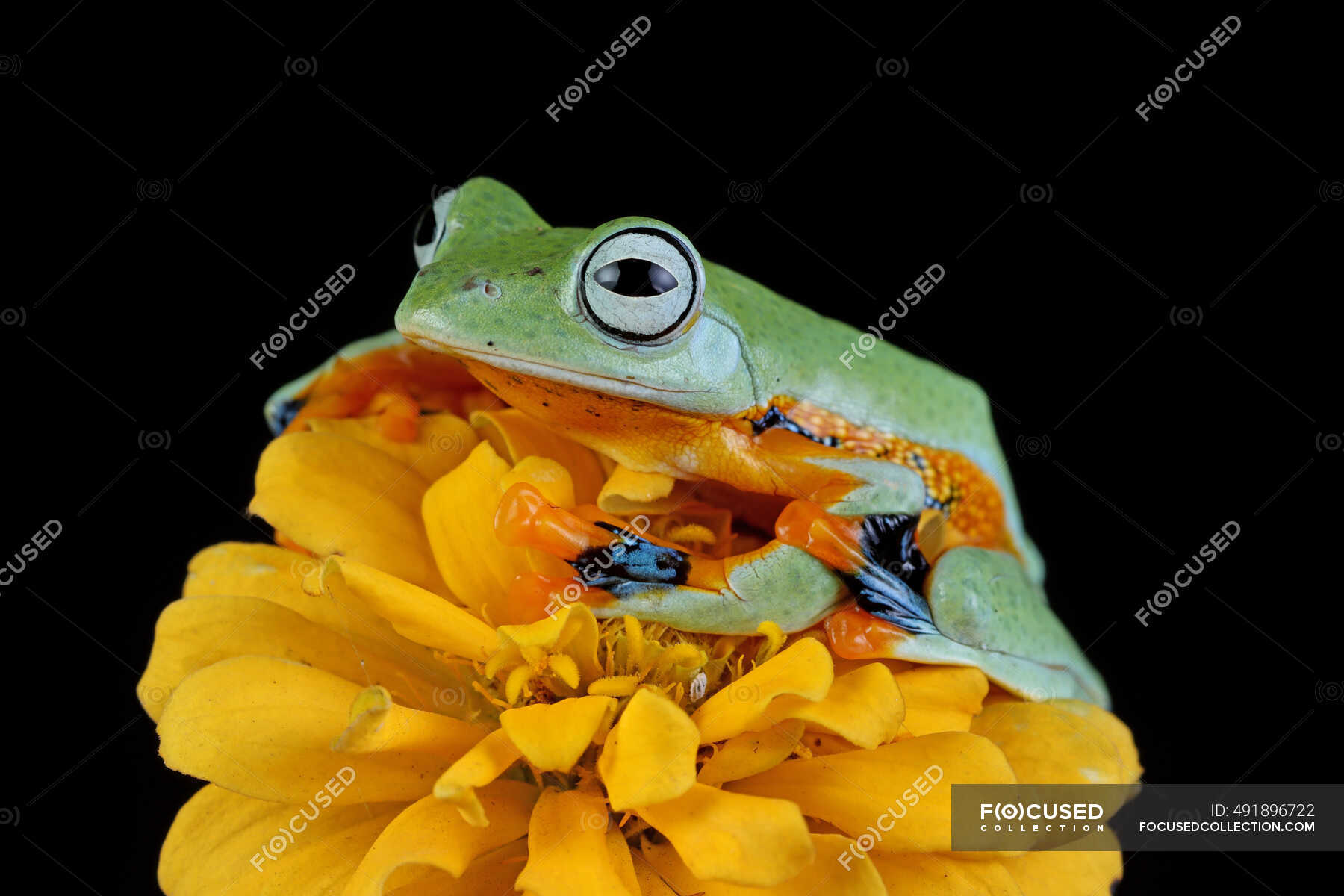 Close-up of an Australian tree frog on a Indonesia — no people, black background - Stock Photo | #491896722