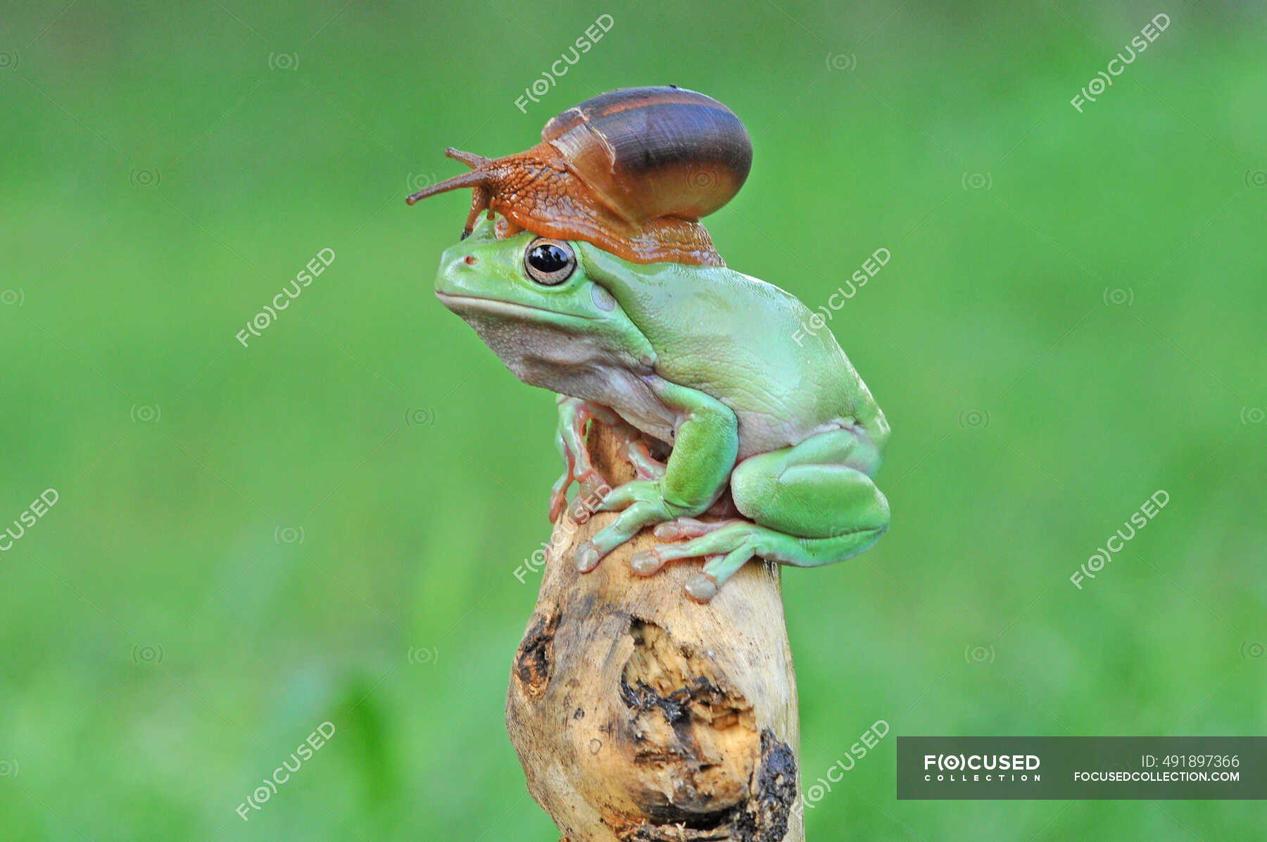 Snail sitting on top of a frog's head, Indonesia — green background ...