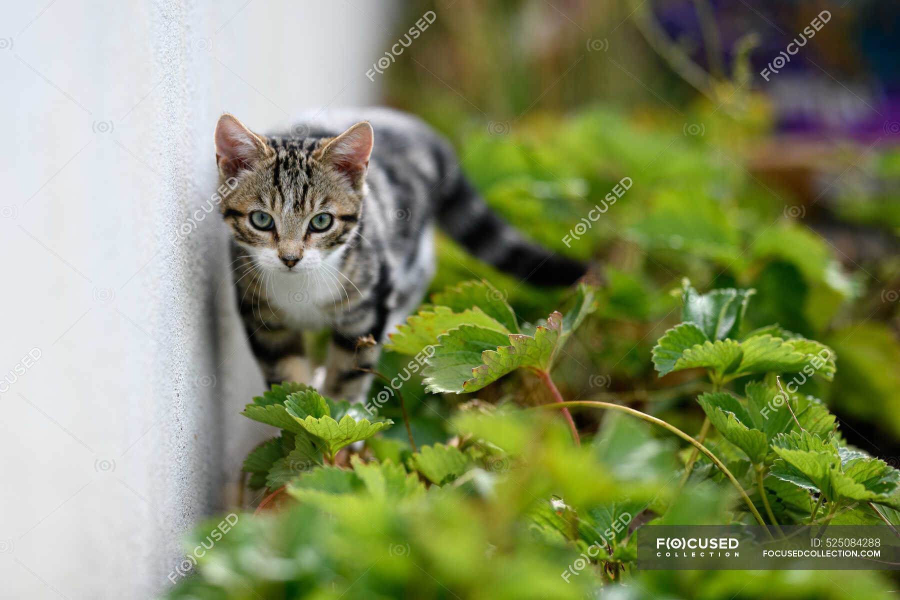 TabbyKatze streift durch Unterholz im Garten — Haustiere, Mauer