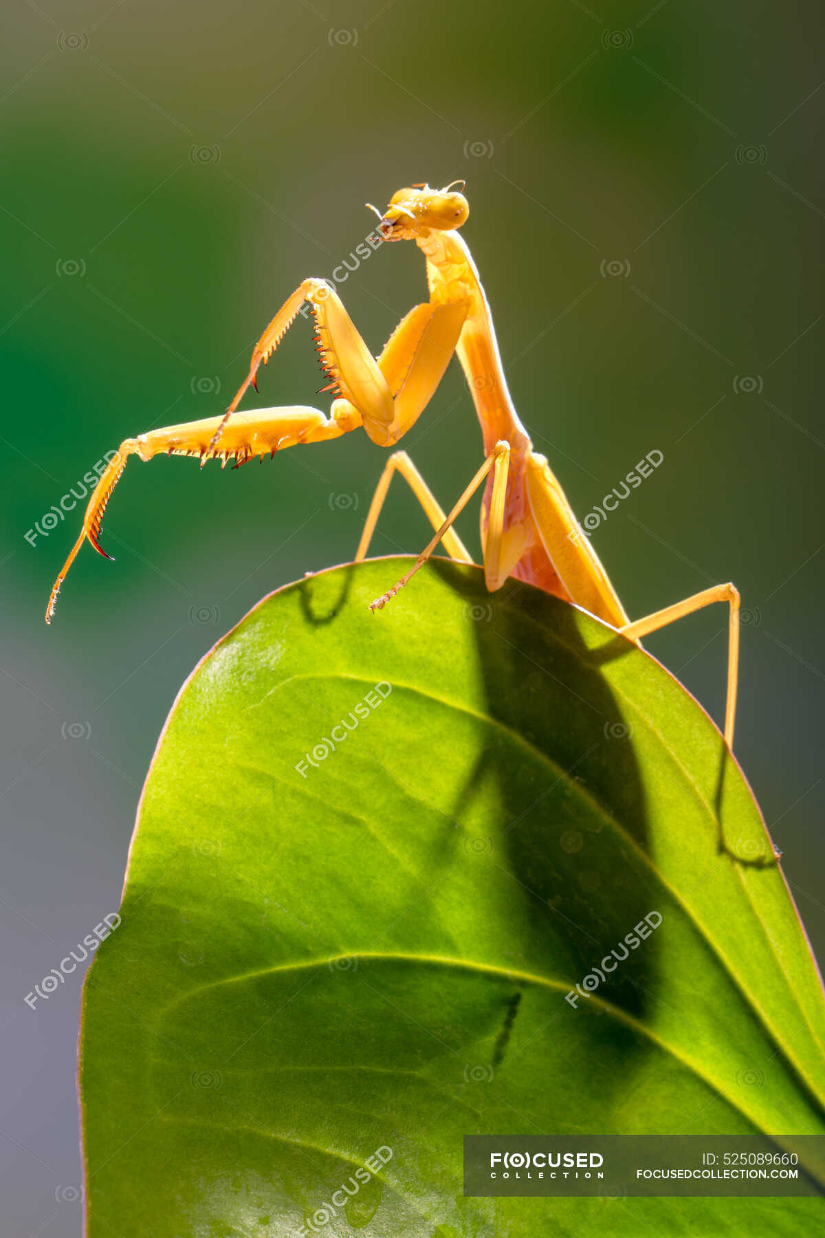 Mantis religiosa dorada en hoja verde, disparo de cerca — crianza hasta