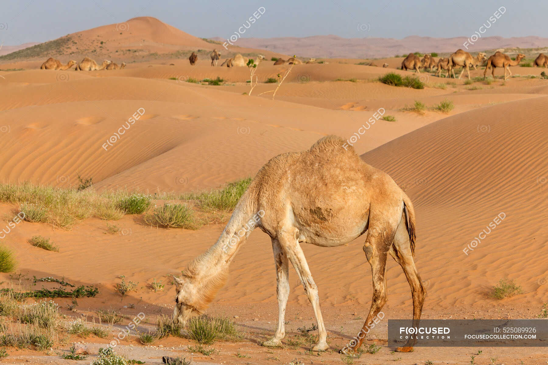 Camello alimentándose en el desierto con lejanas rocas vista — animal